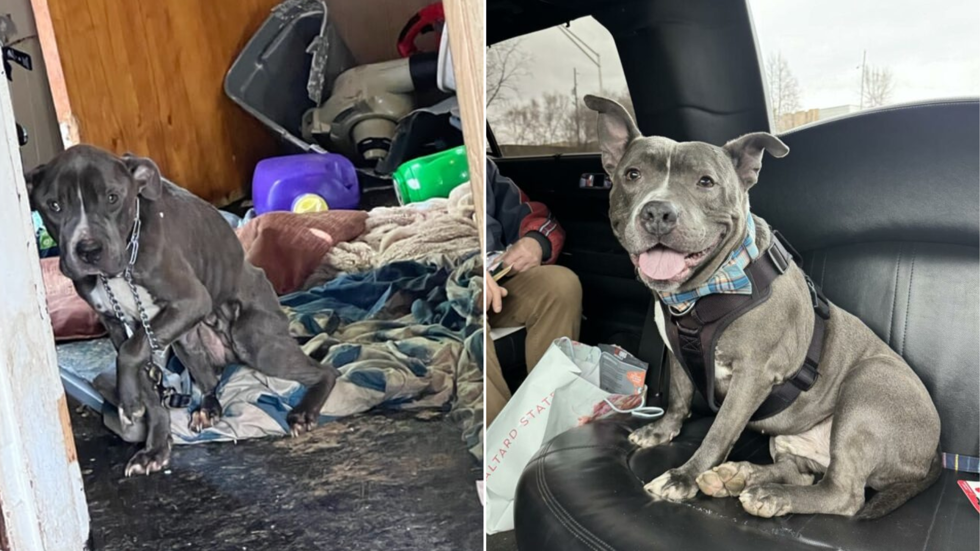 neglected dog before and after