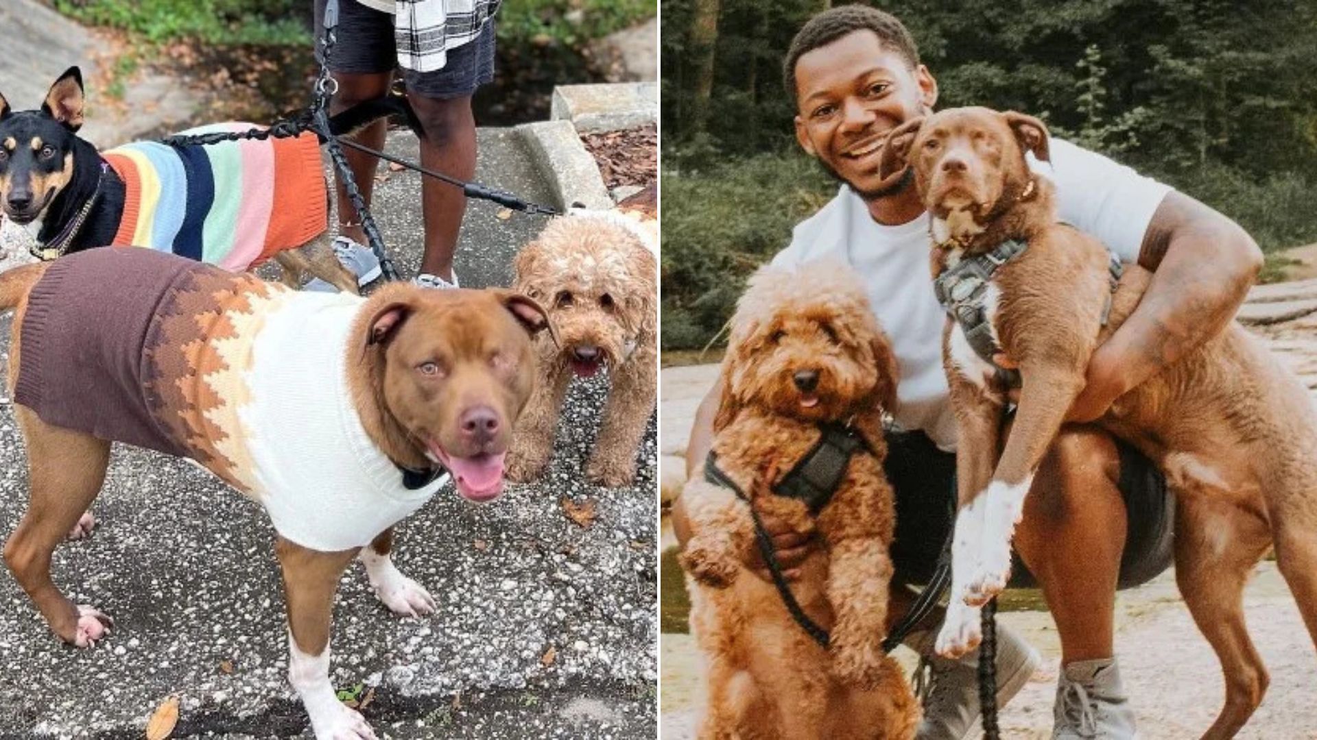 man and dogs