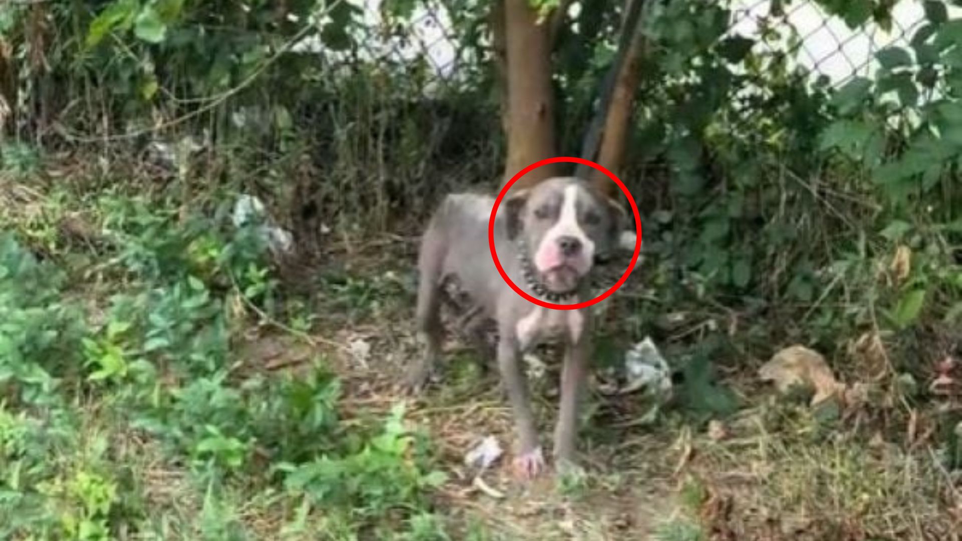 dog tied to a fence