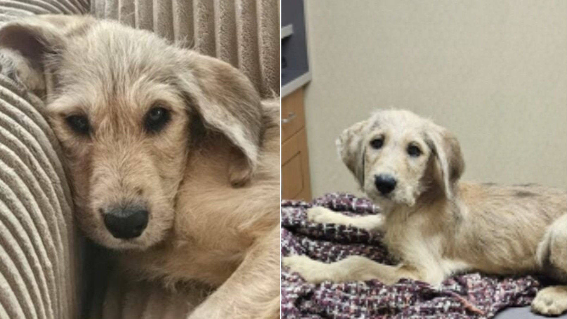 sister dogs