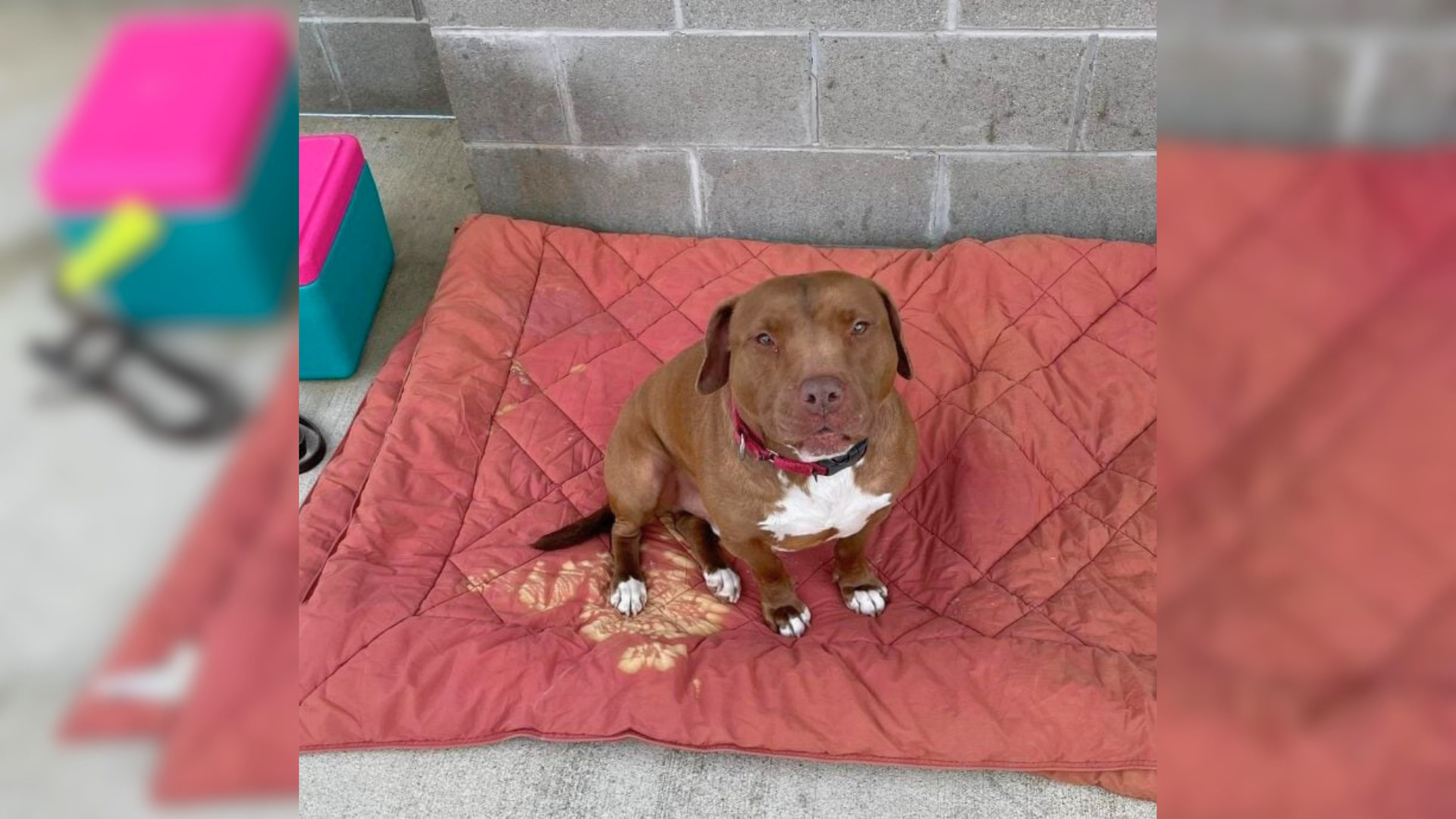 dog on red blanket