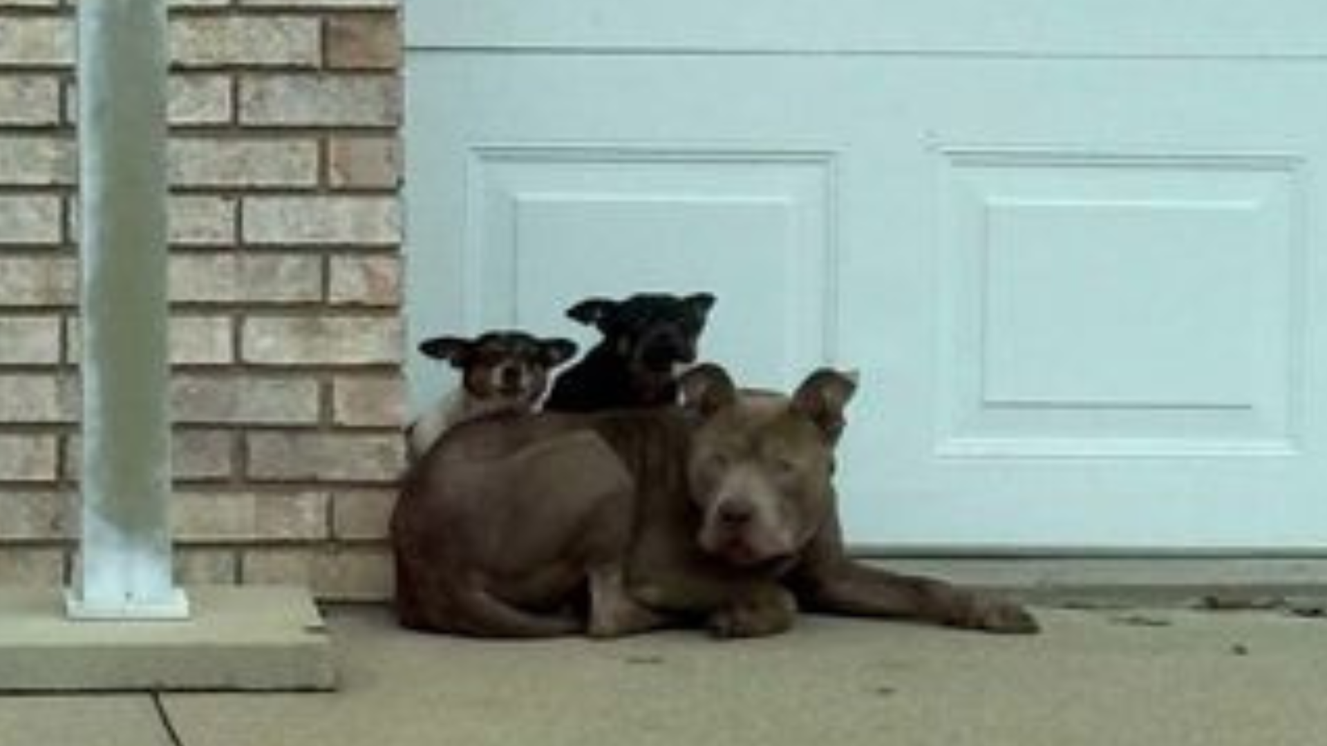 large dog shielding small dogs