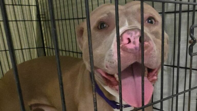 sweet dog in shelter