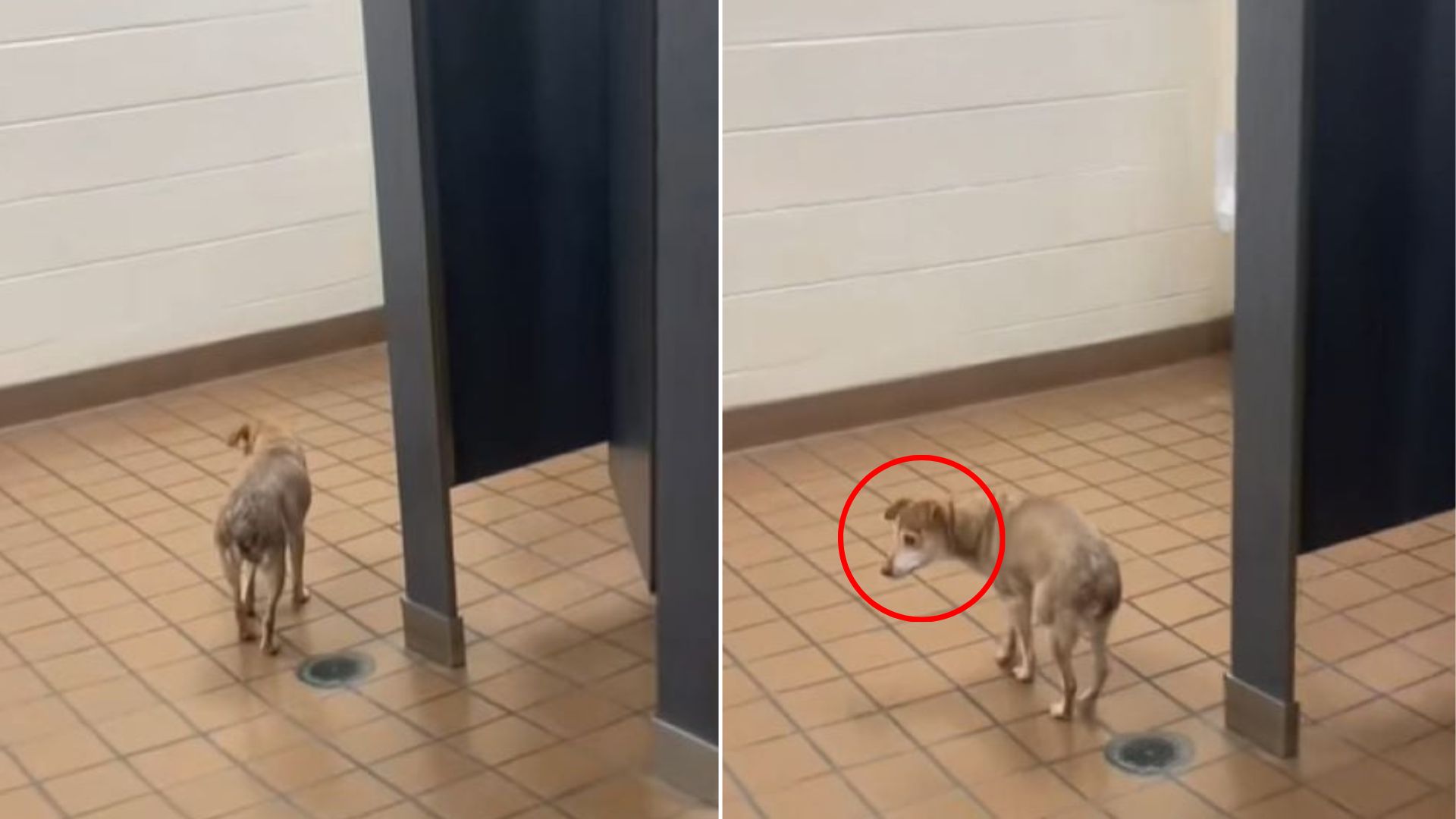 dog in school