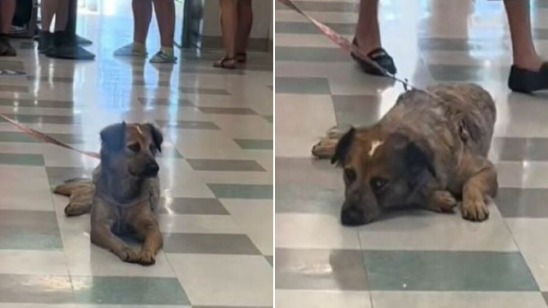 dog in shelter