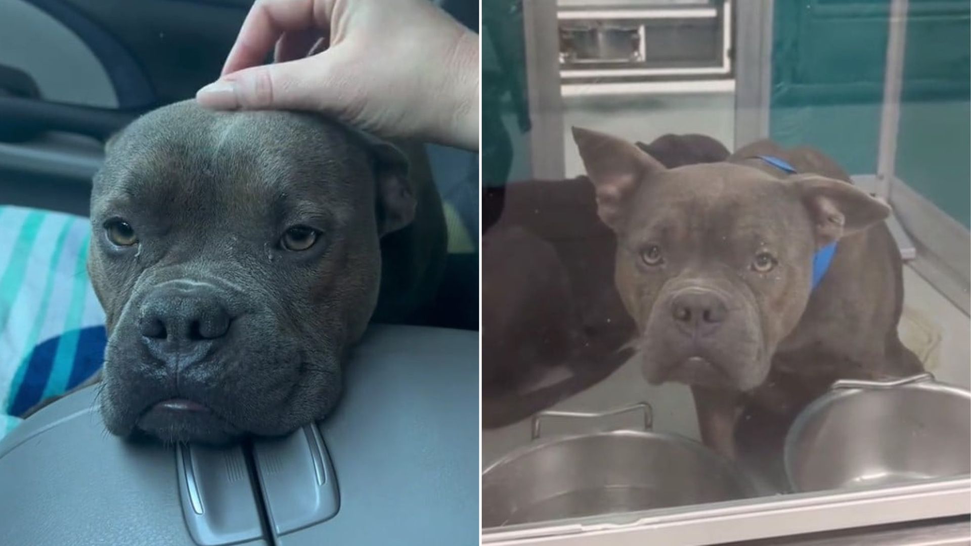cute gray dog