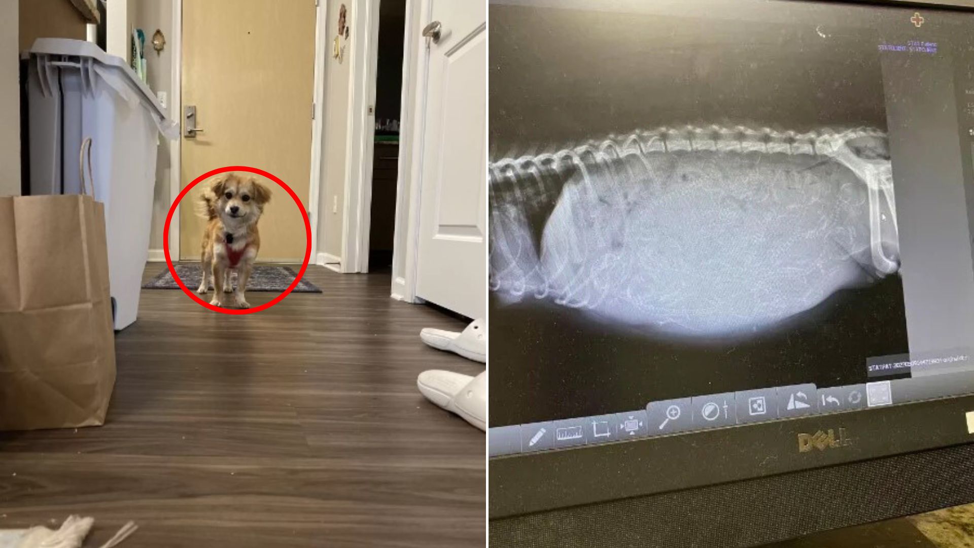 x-ray of dog