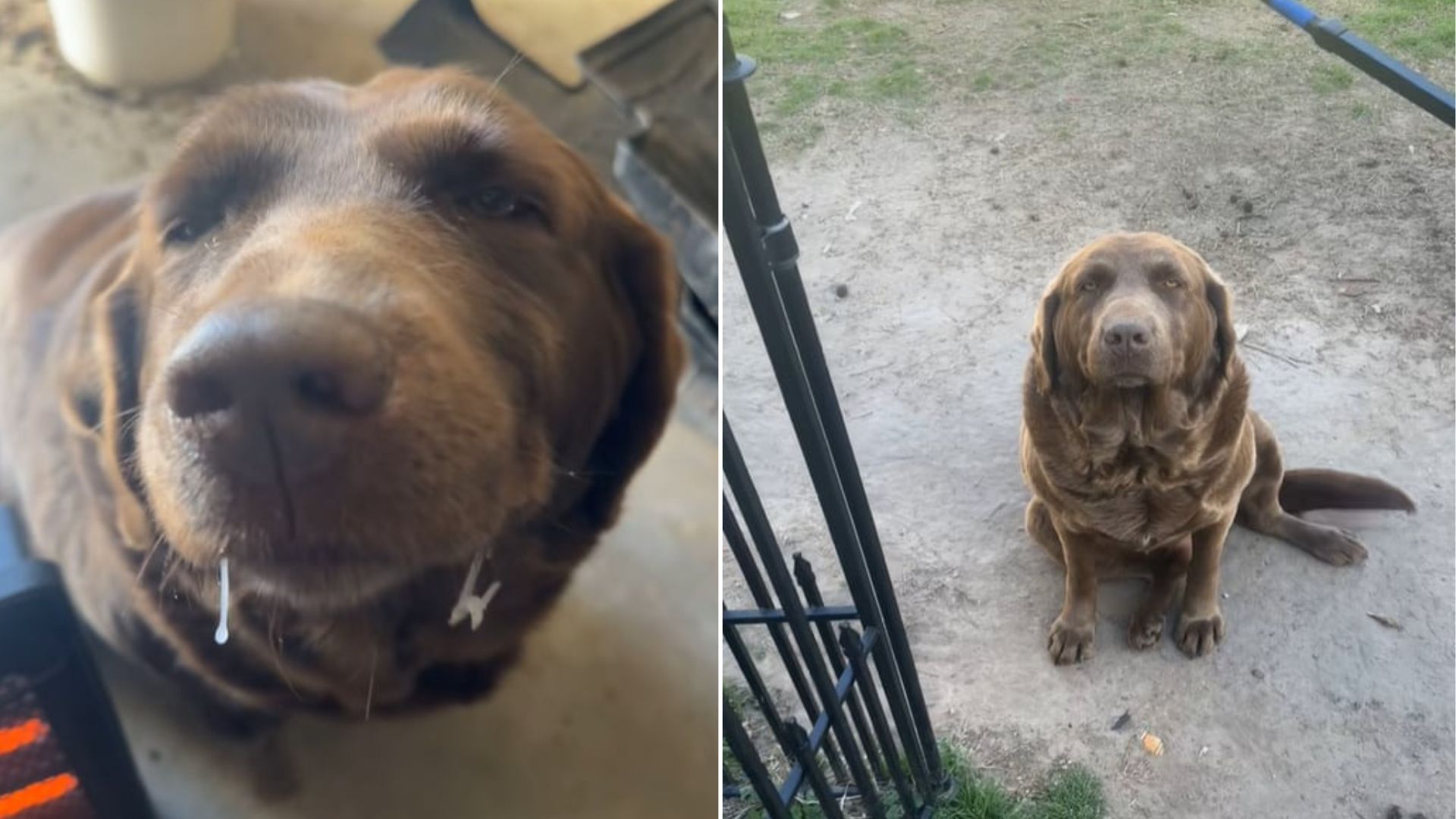 adorable brown dog sitting down