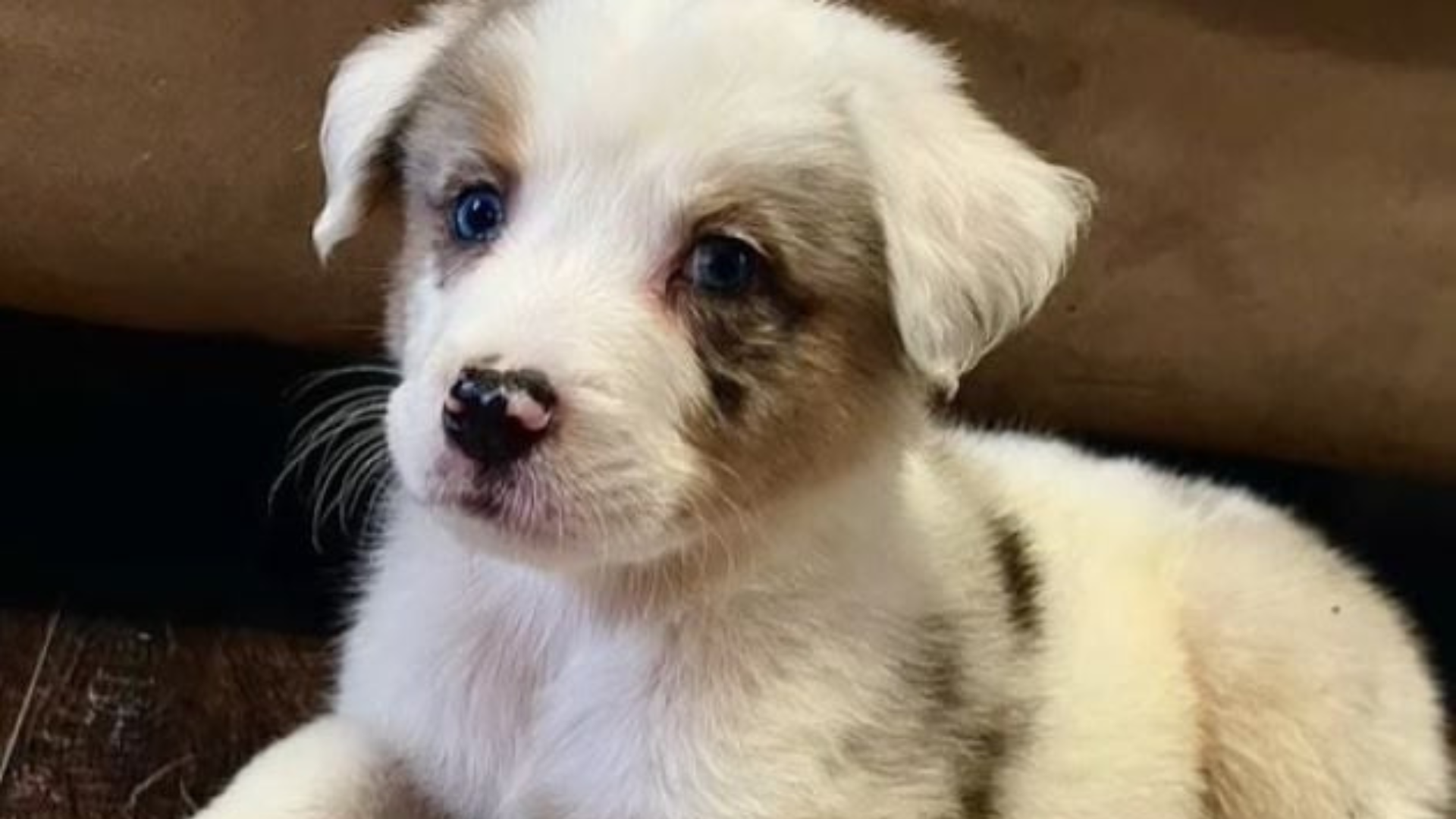 cute white puppy