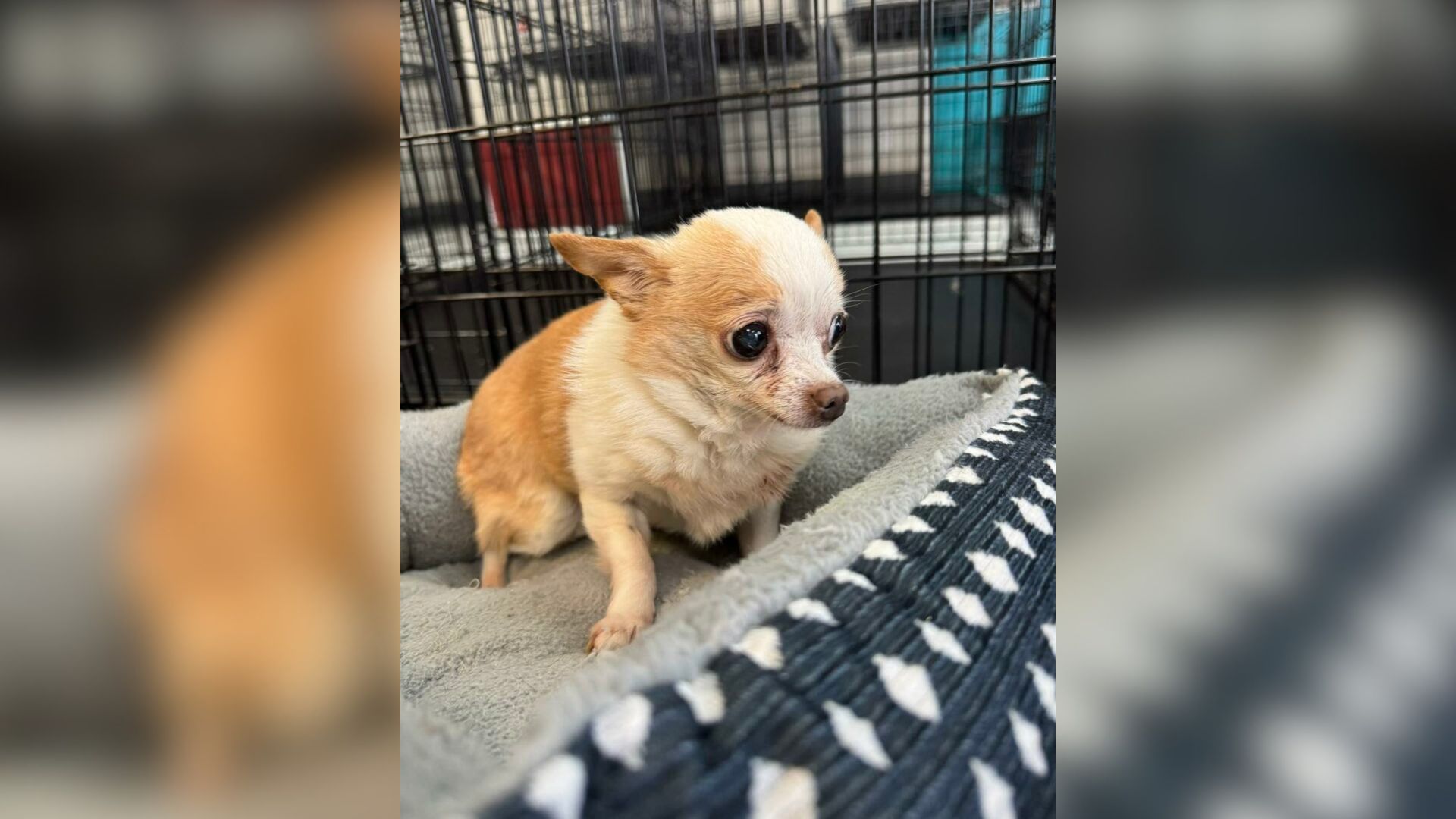 tiny chihuahua