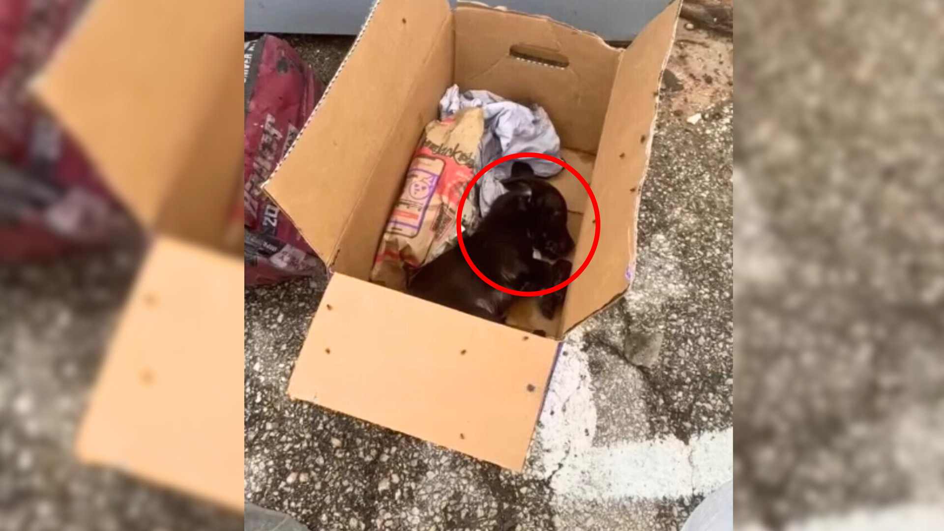 abandoned puppy in box