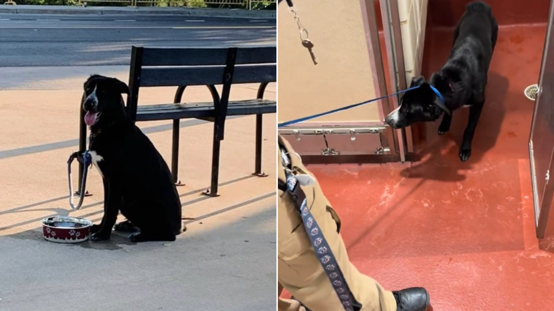 stray dog at shelter