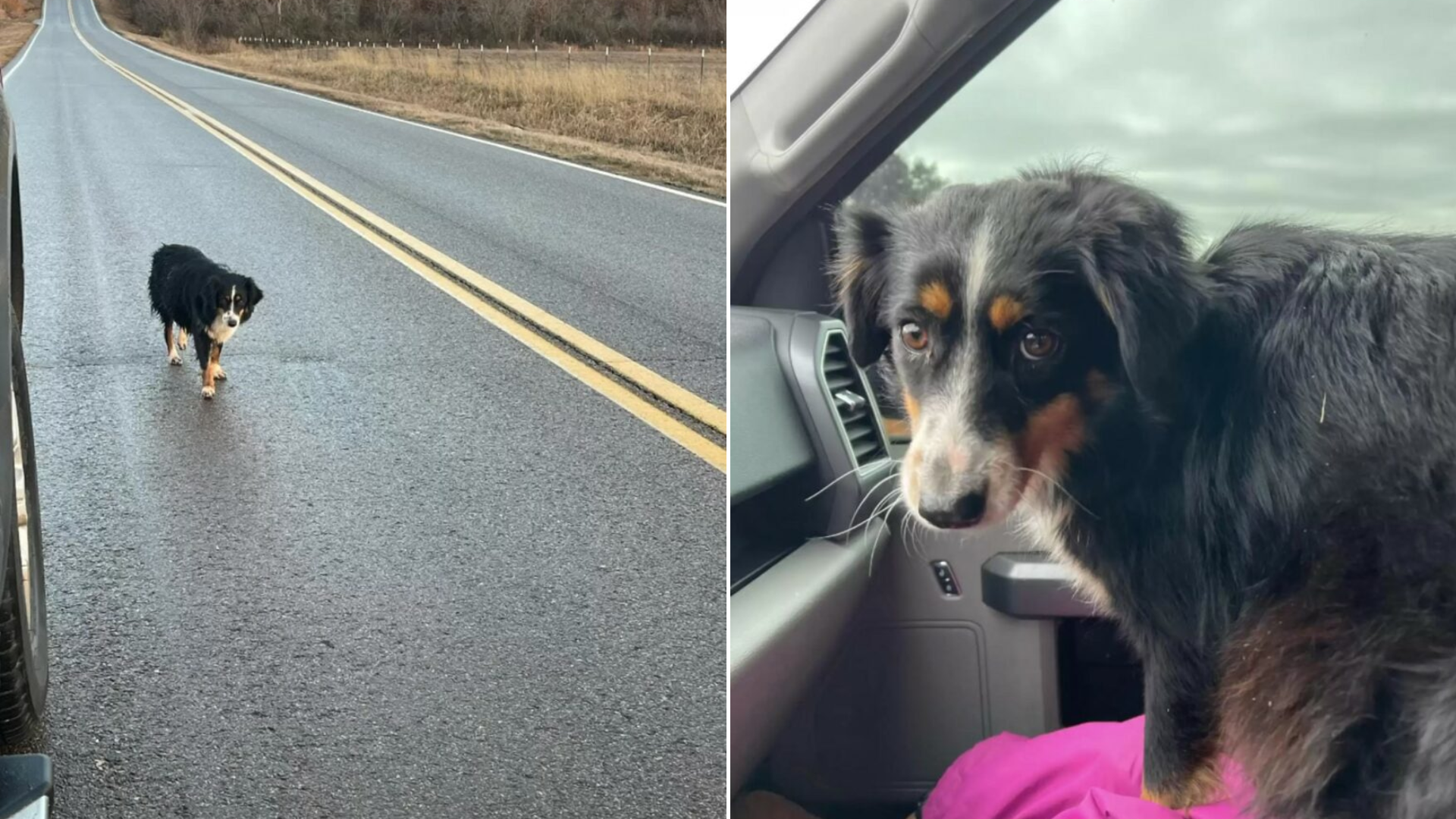stray dog rescued in car
