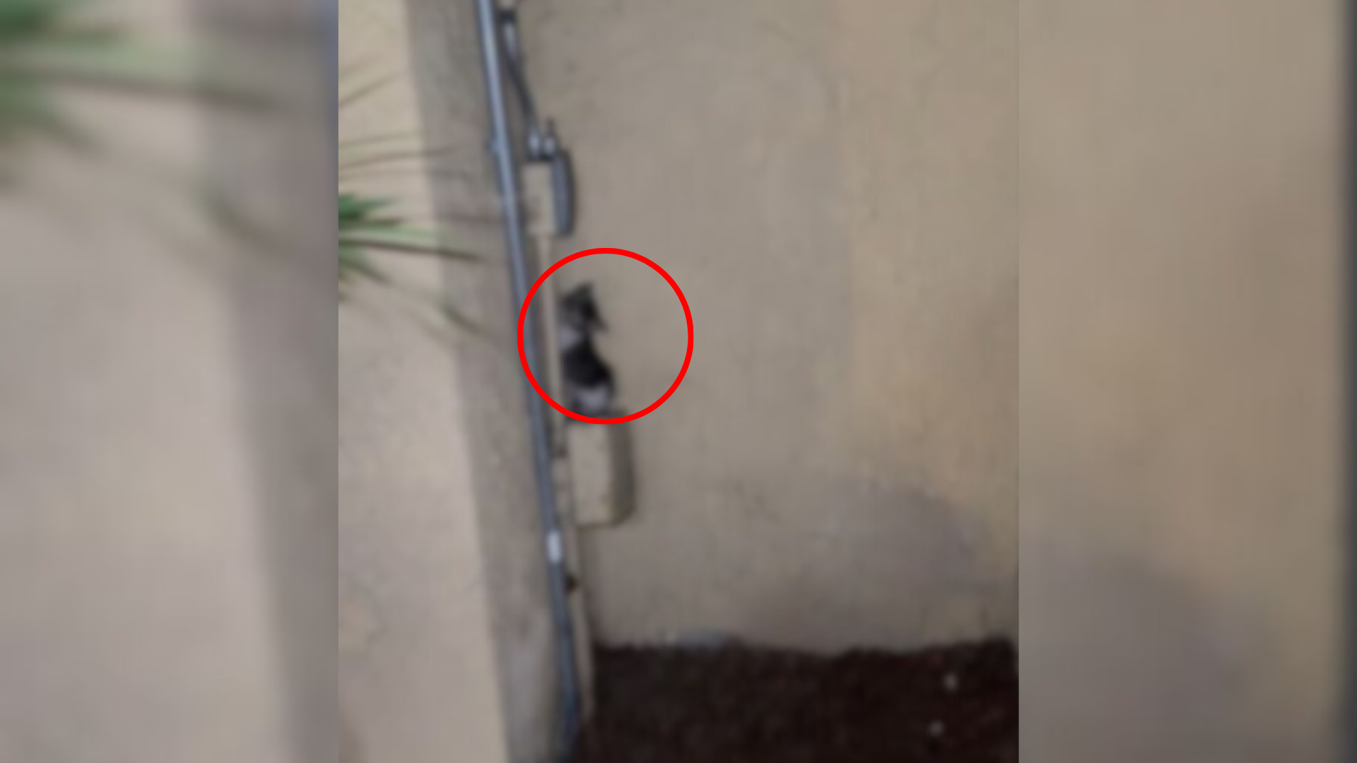 kitten stuck on box