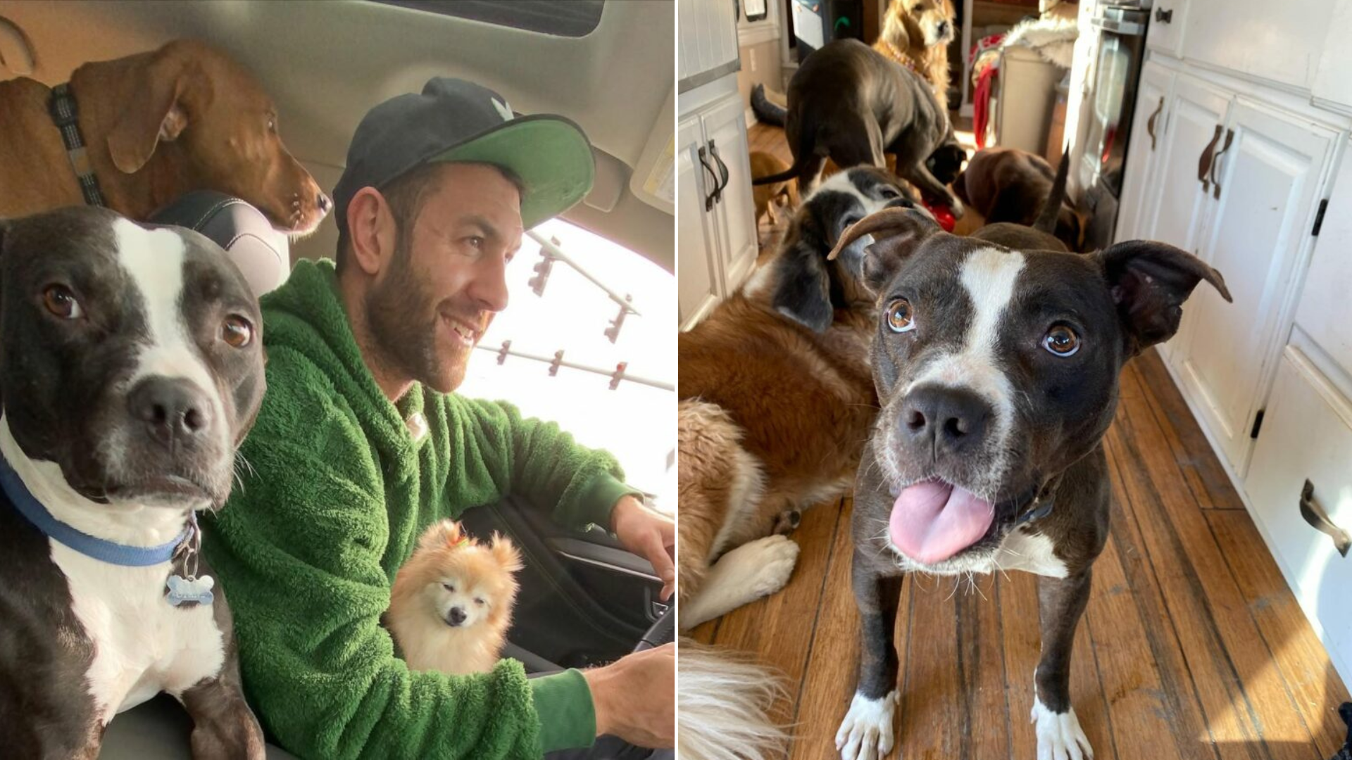 dog with man in car