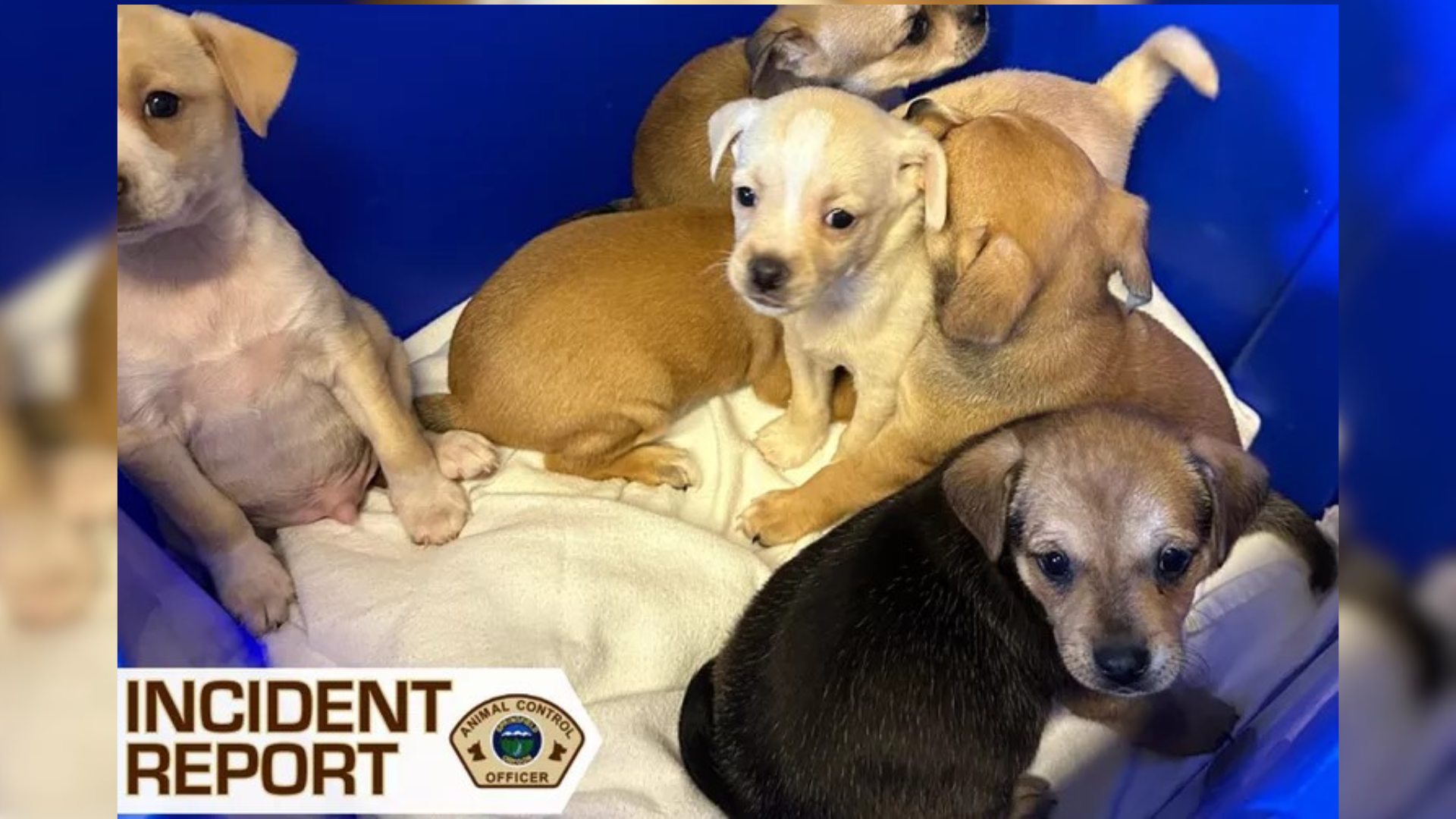 puppies in a box