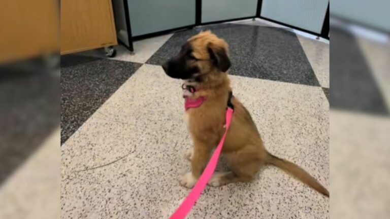 puppy on leash
