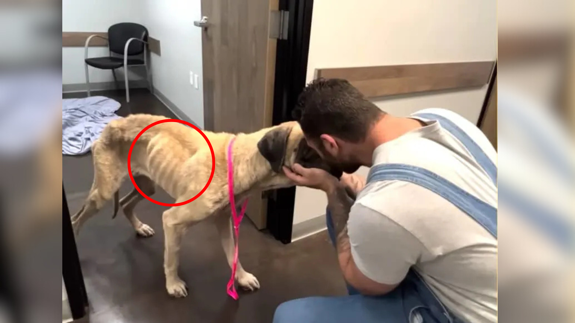 emaciated dog with man