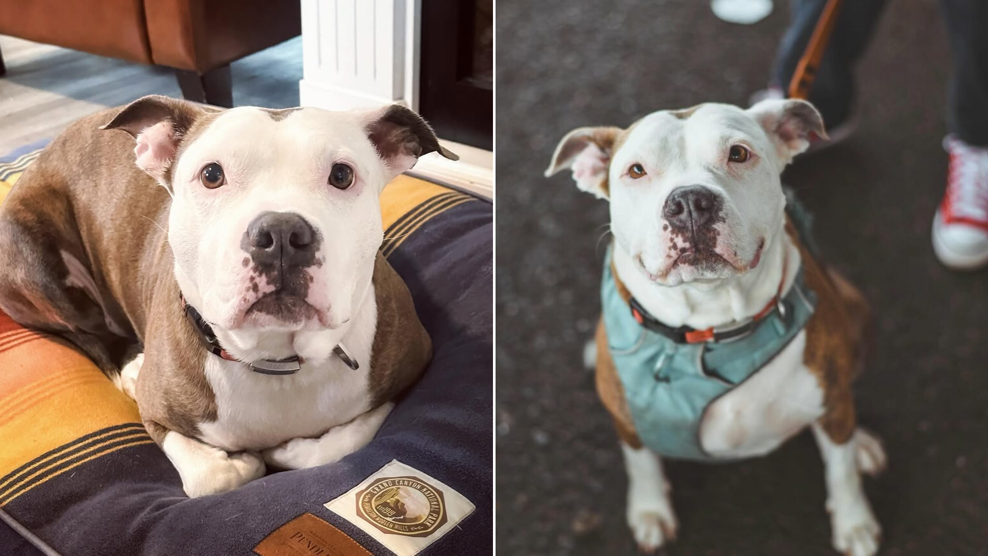 pit bull dog