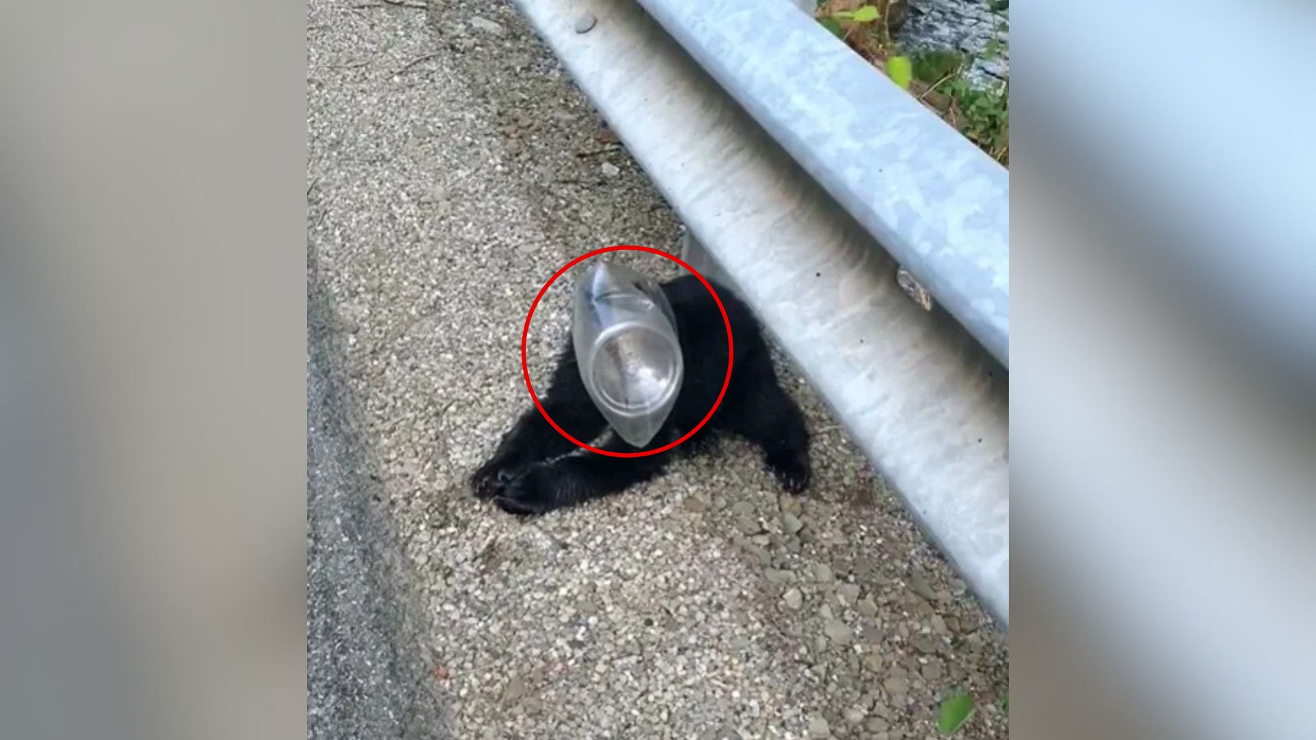 bear cub with plastic on head