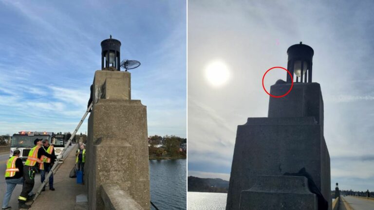 raccoon on pier