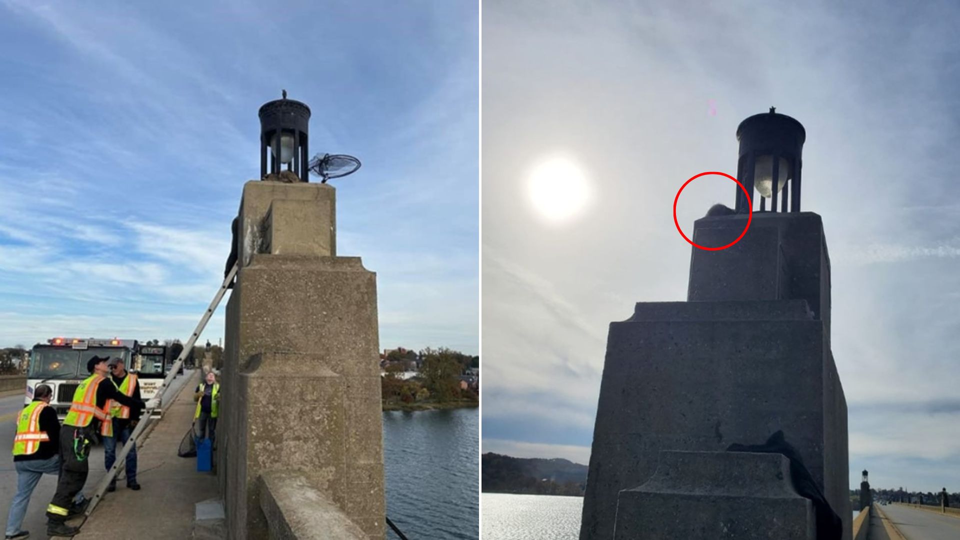 raccoon on pier