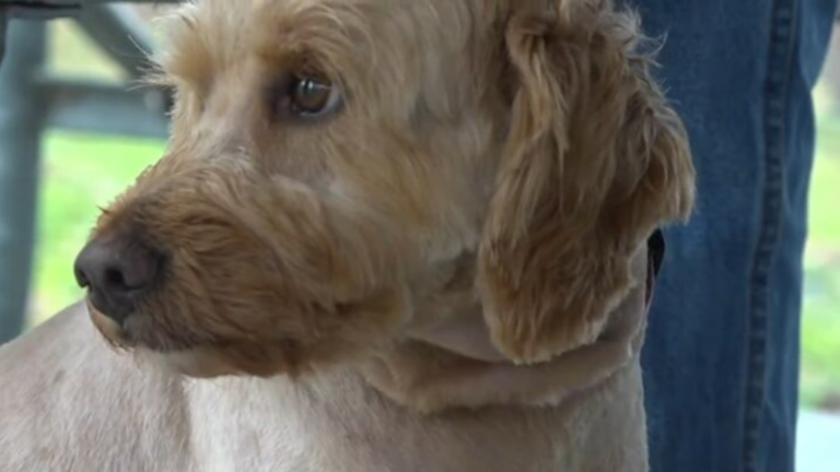 fluffy dog