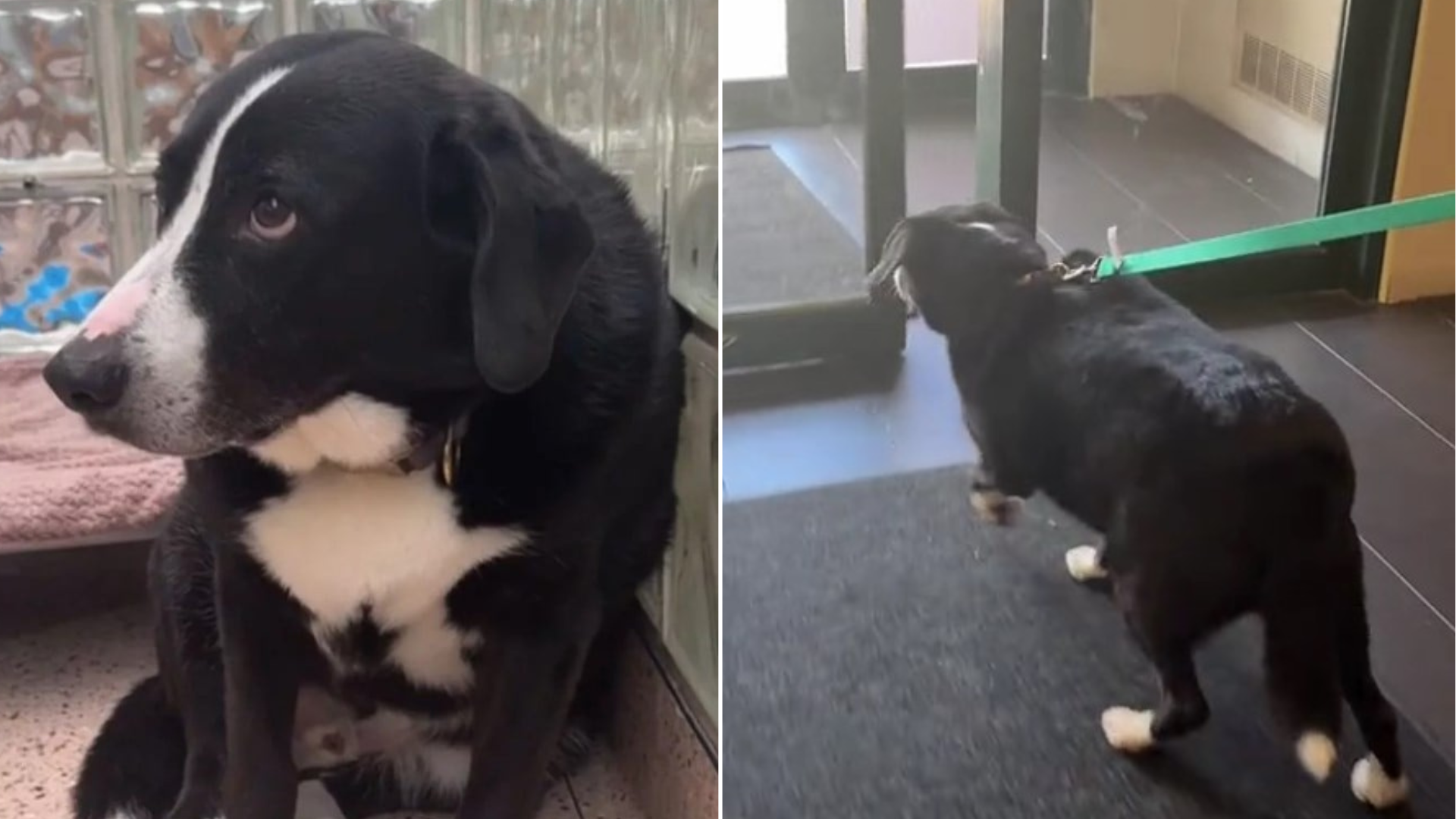 dog brought to shelter