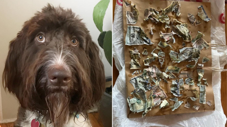 guilty dog with destroyed money