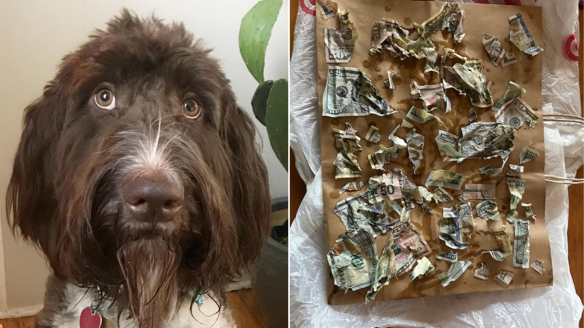 guilty dog with destroyed money