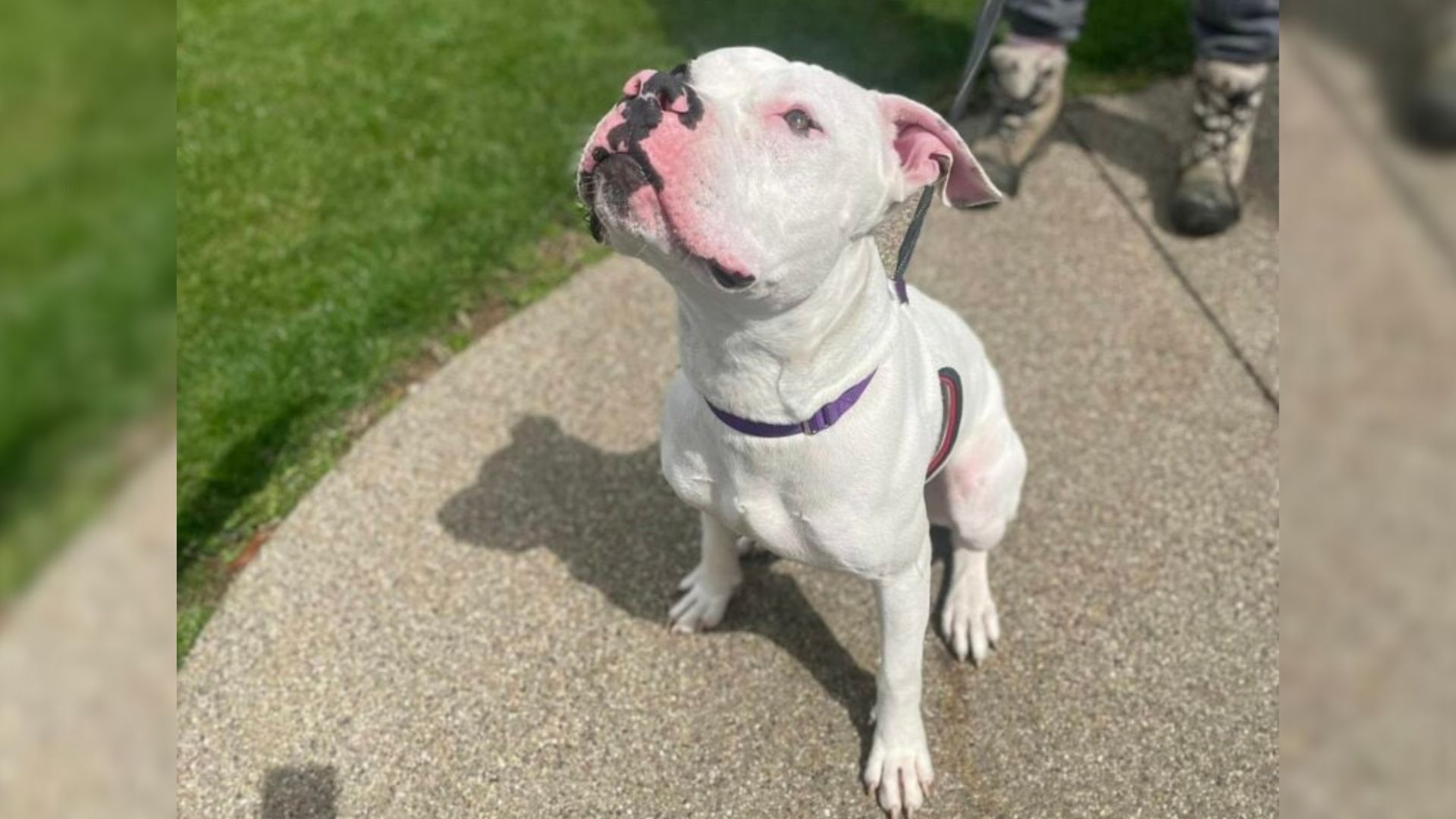 cute white dog