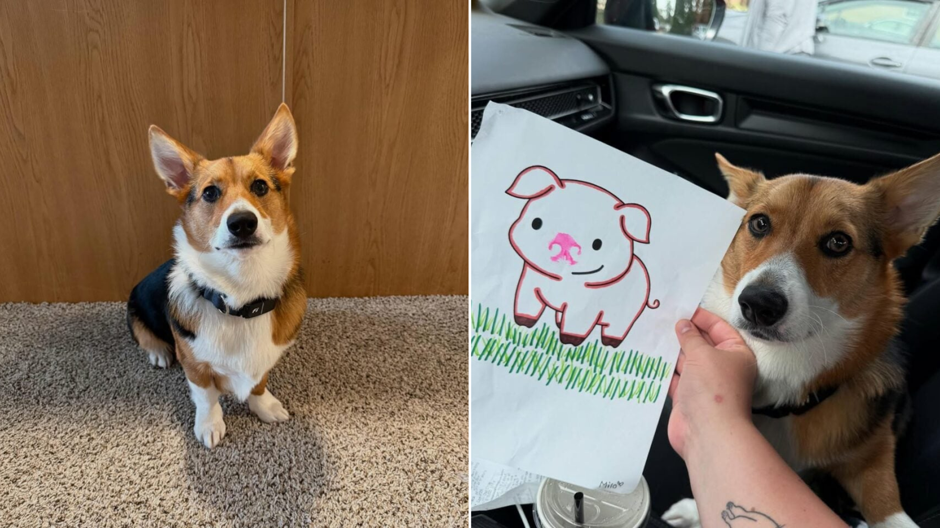 dog with his artwork