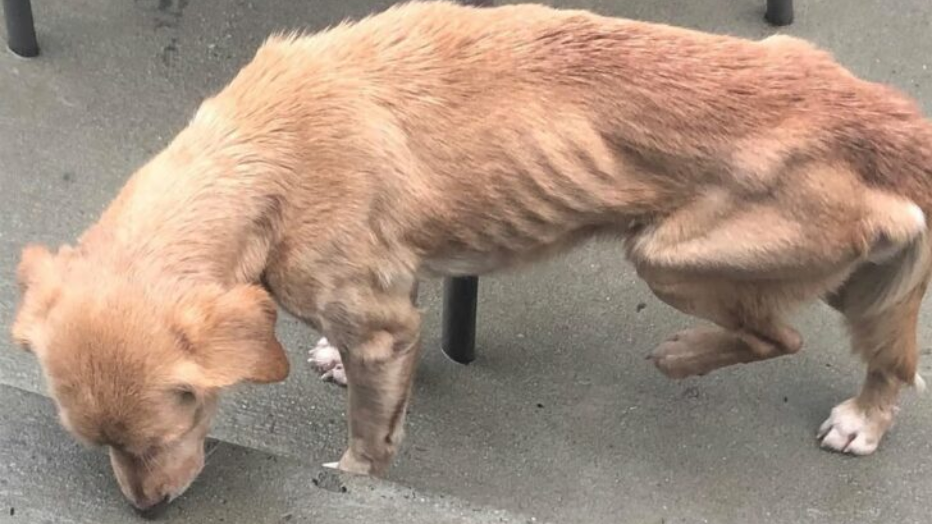 emaciated dog