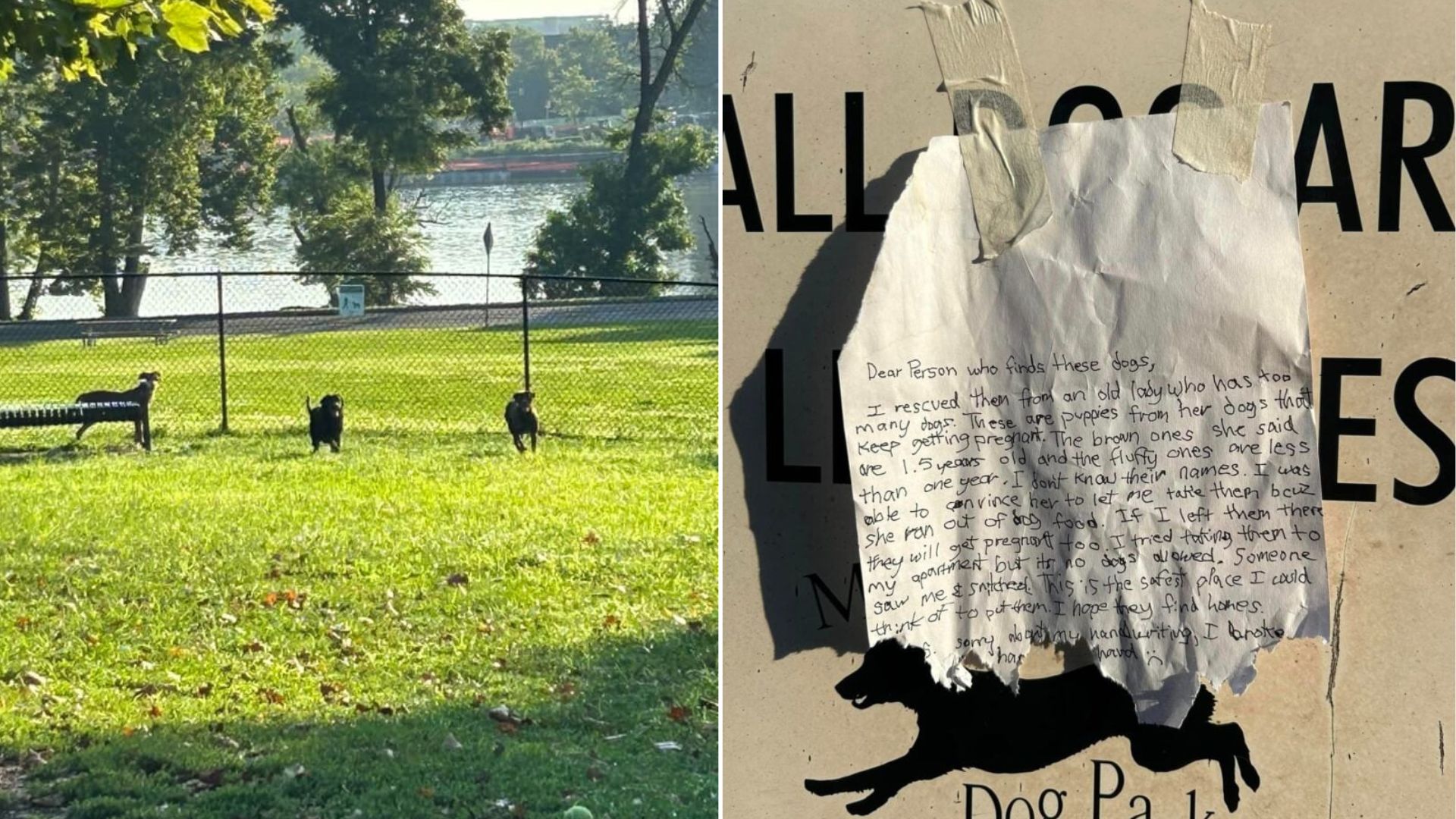 dogs in park