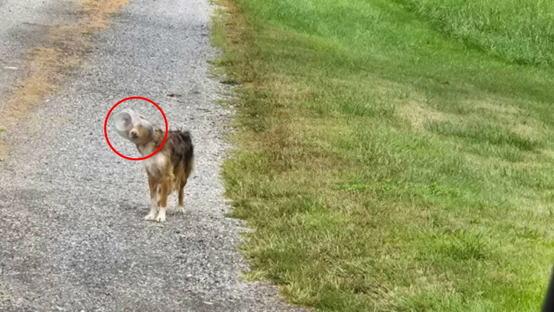 dog with trapped head in jar