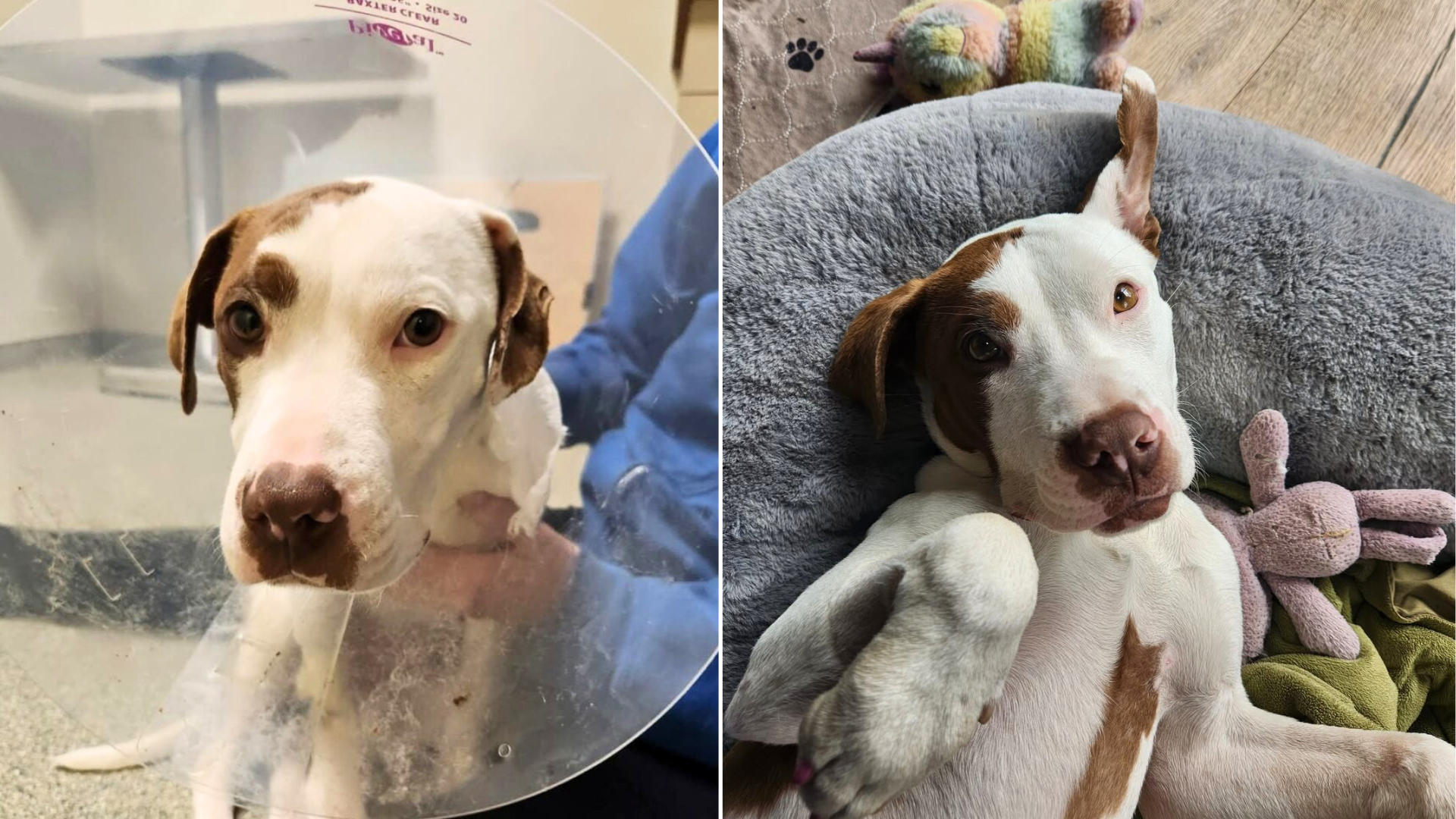 dog with cone on head