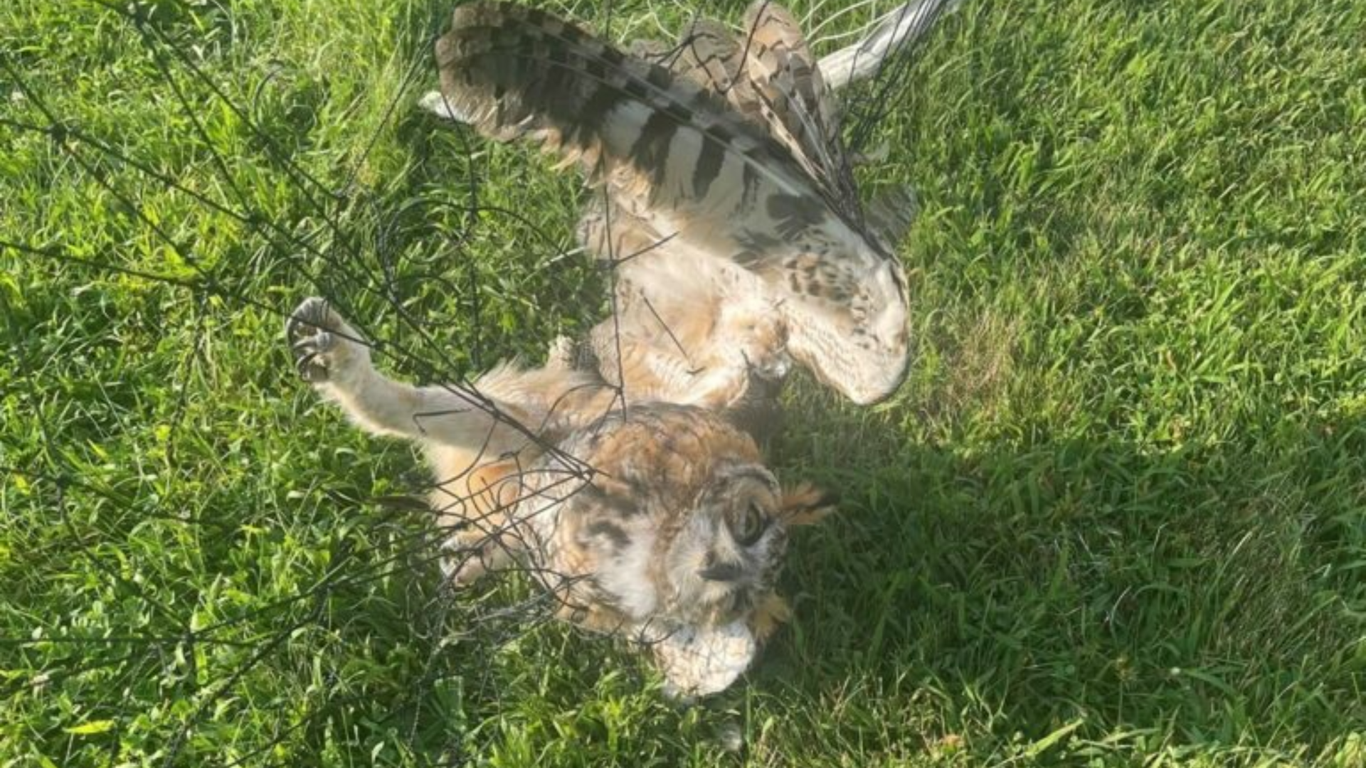 owl tangled in net