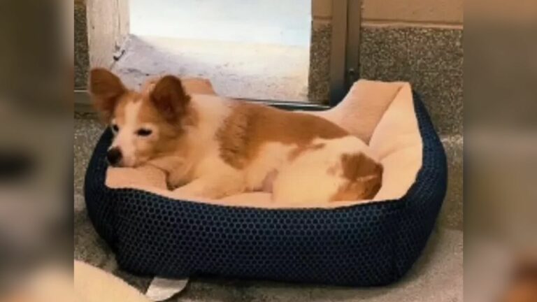 sweet dog laying down