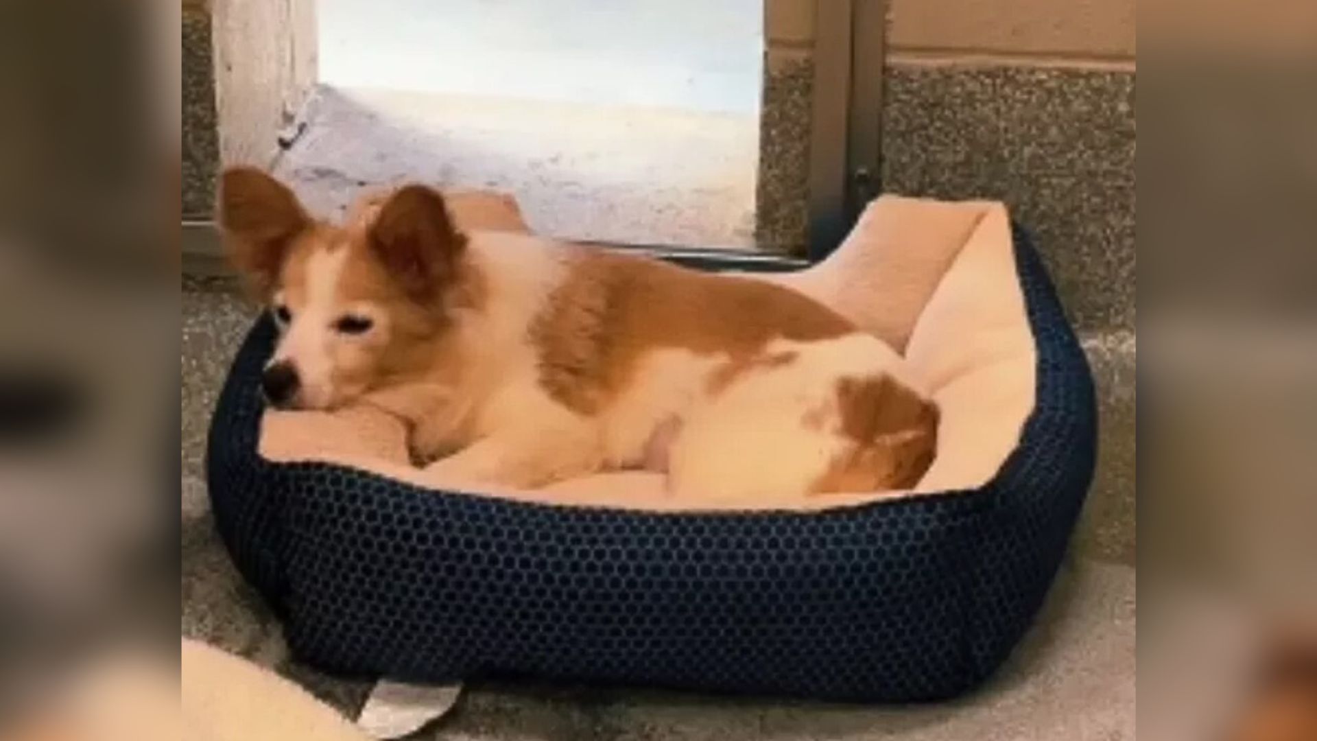sweet dog laying down