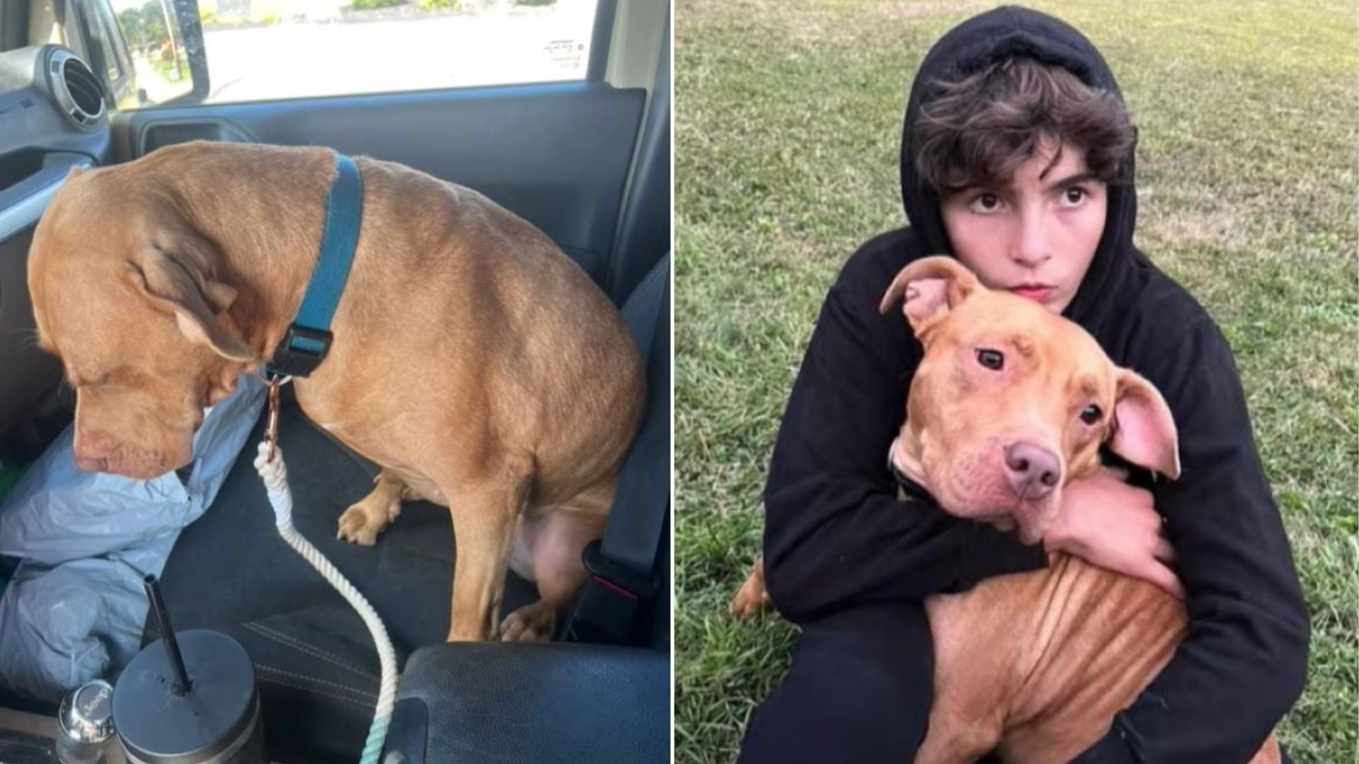 kid hugging a dog