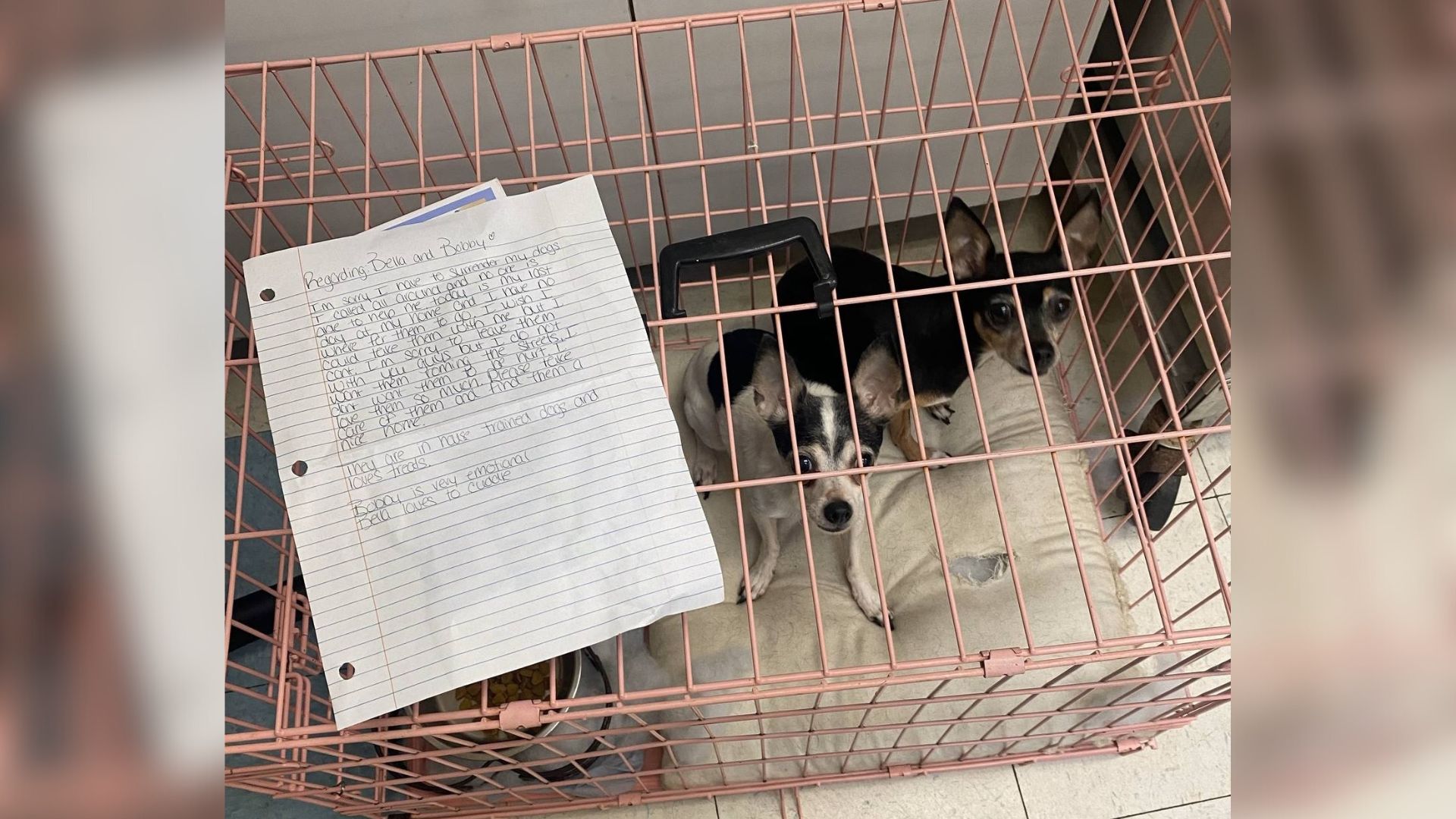 two tiny dogs in cage