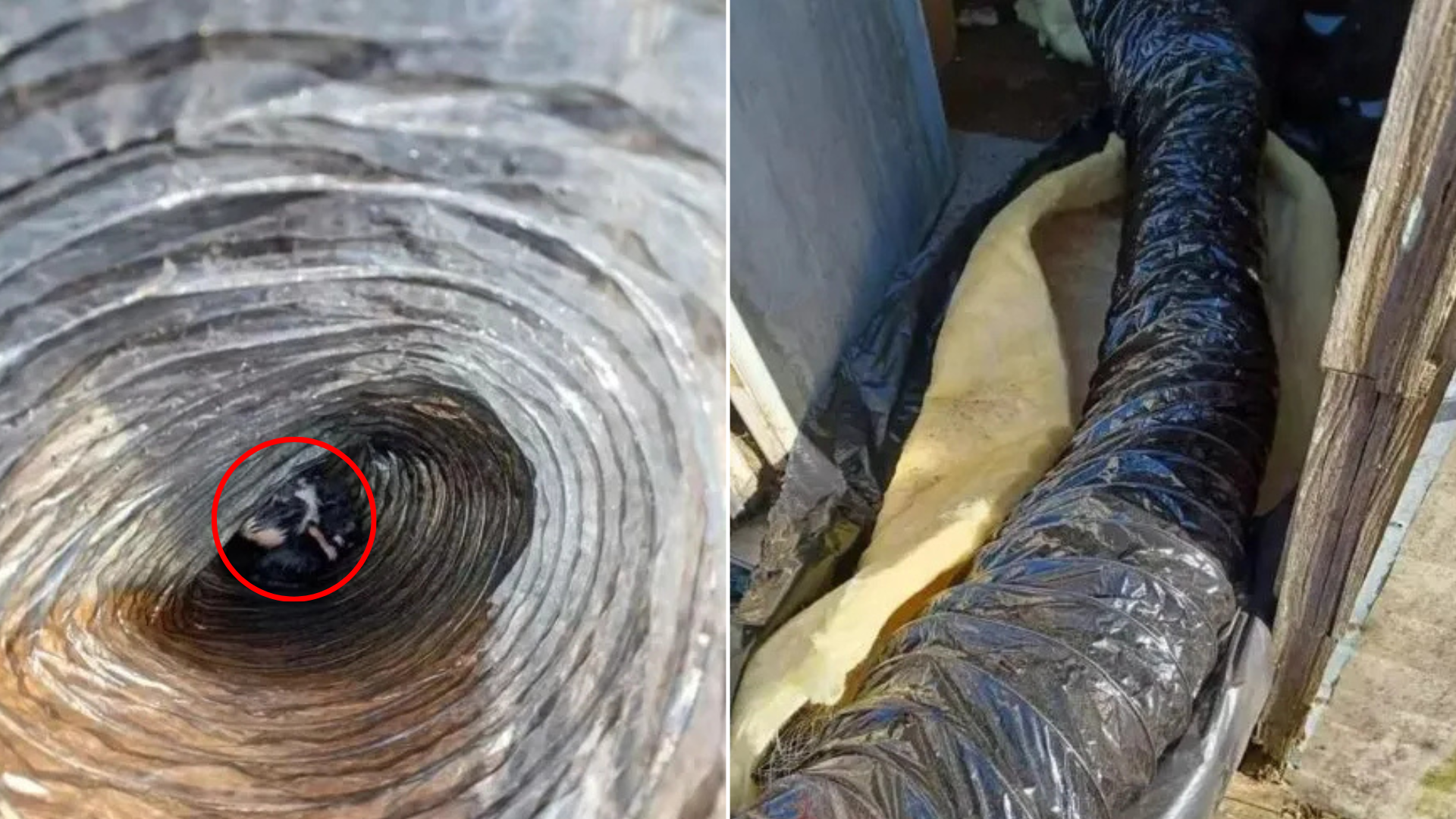 dog stuck in pipe
