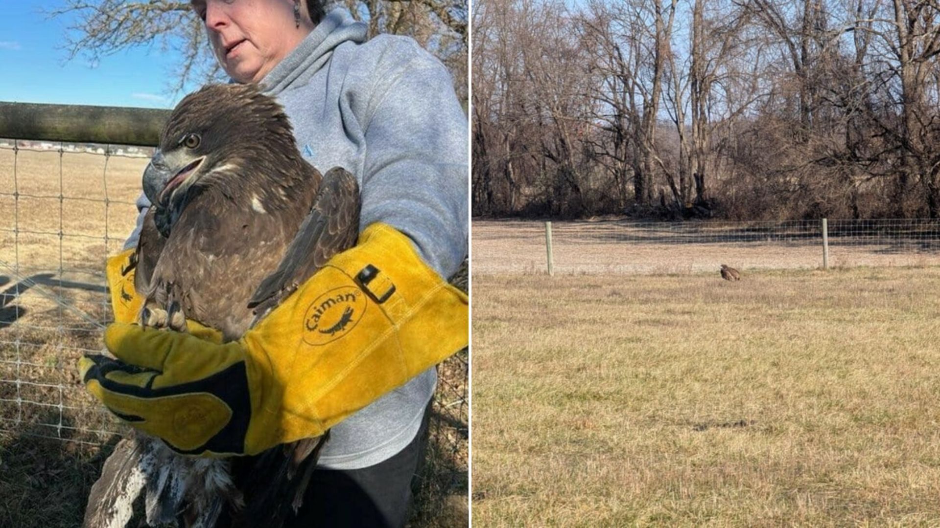 woman holding a bald Eagle
