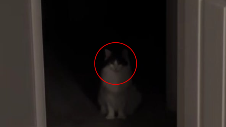 cat in dark room