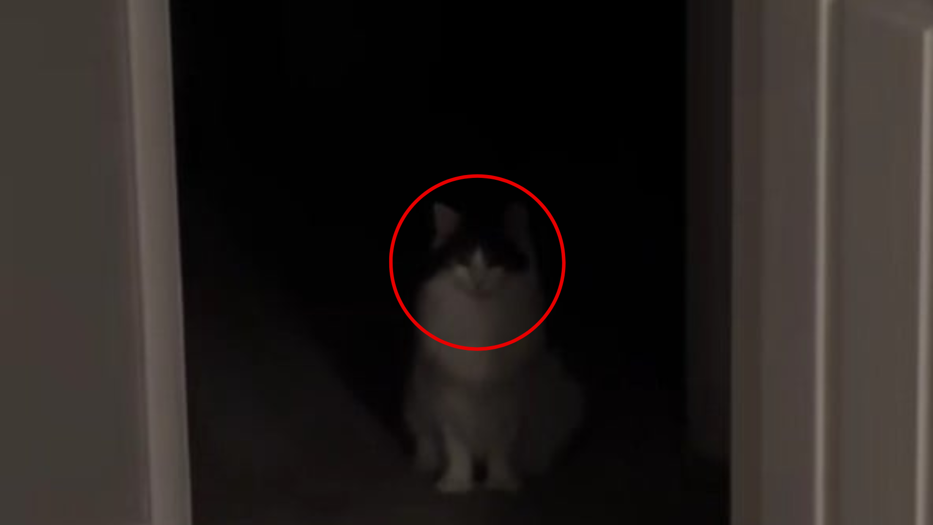 cat in dark room