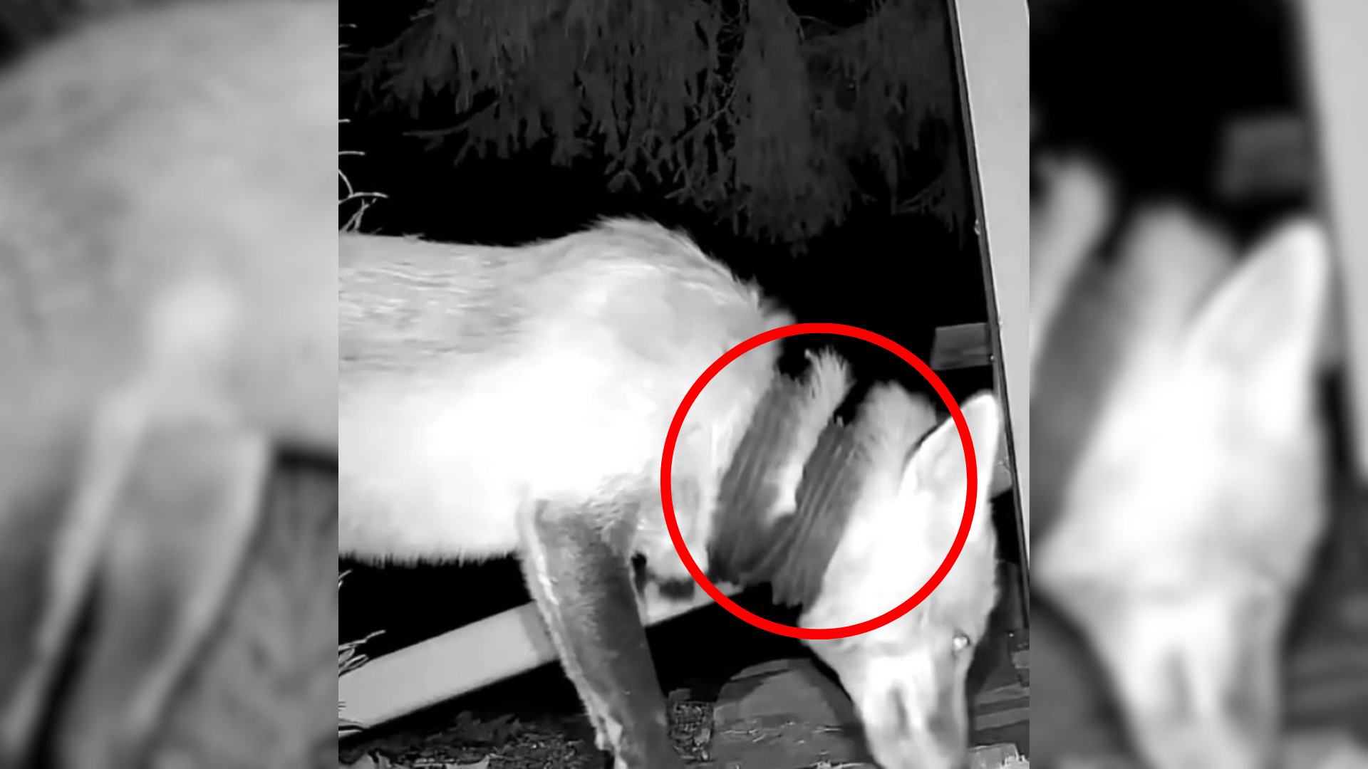 animal with object on neck