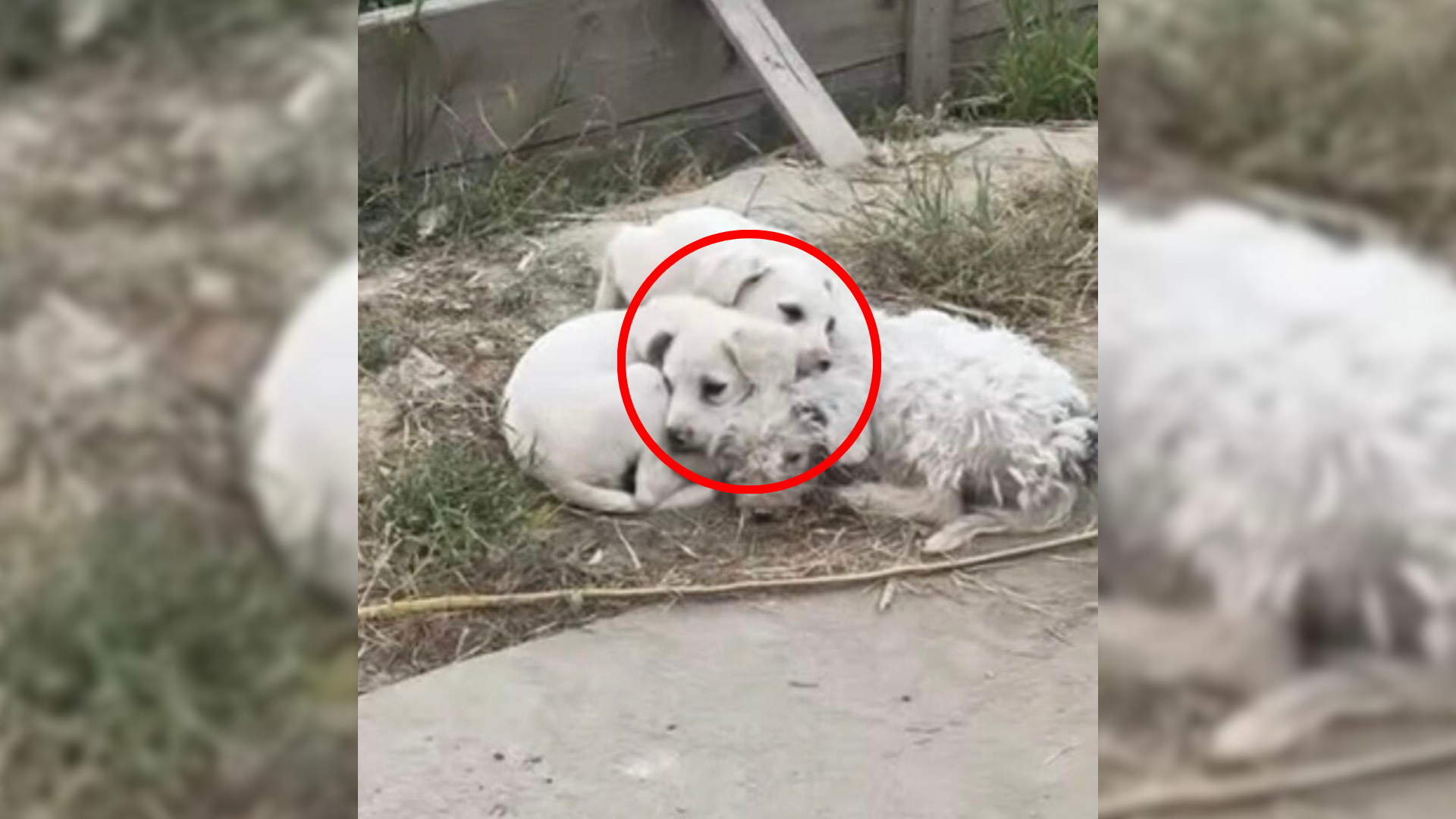 pile of white stray dogs