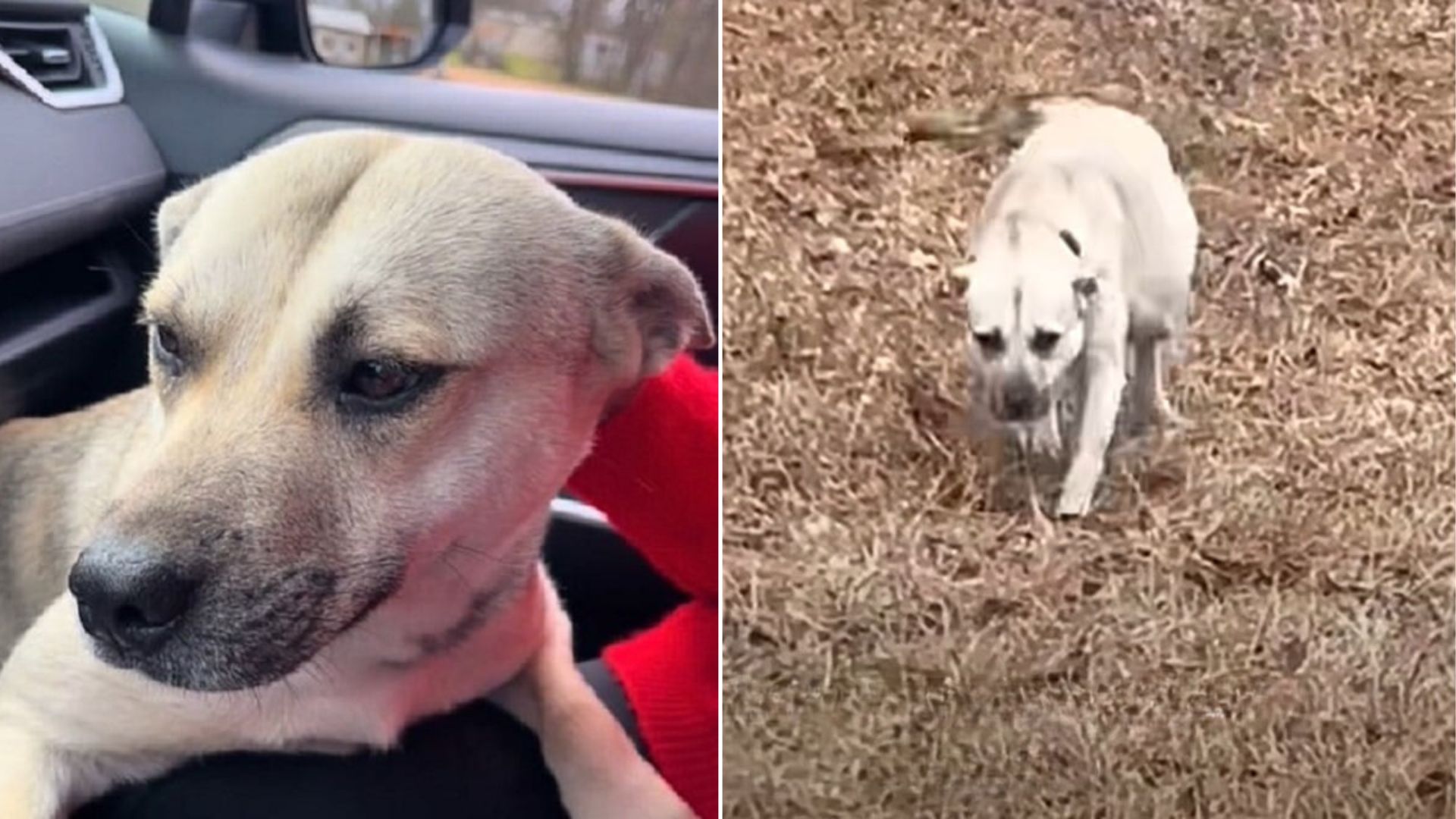 pregnant dog