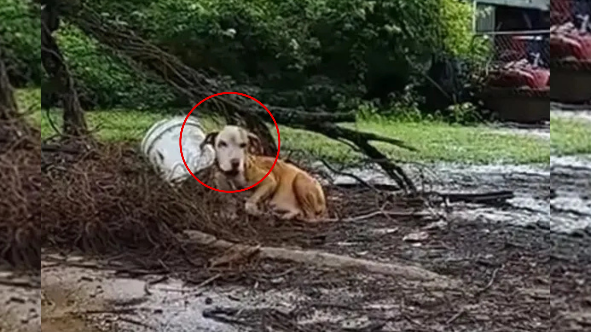 dog chained outside
