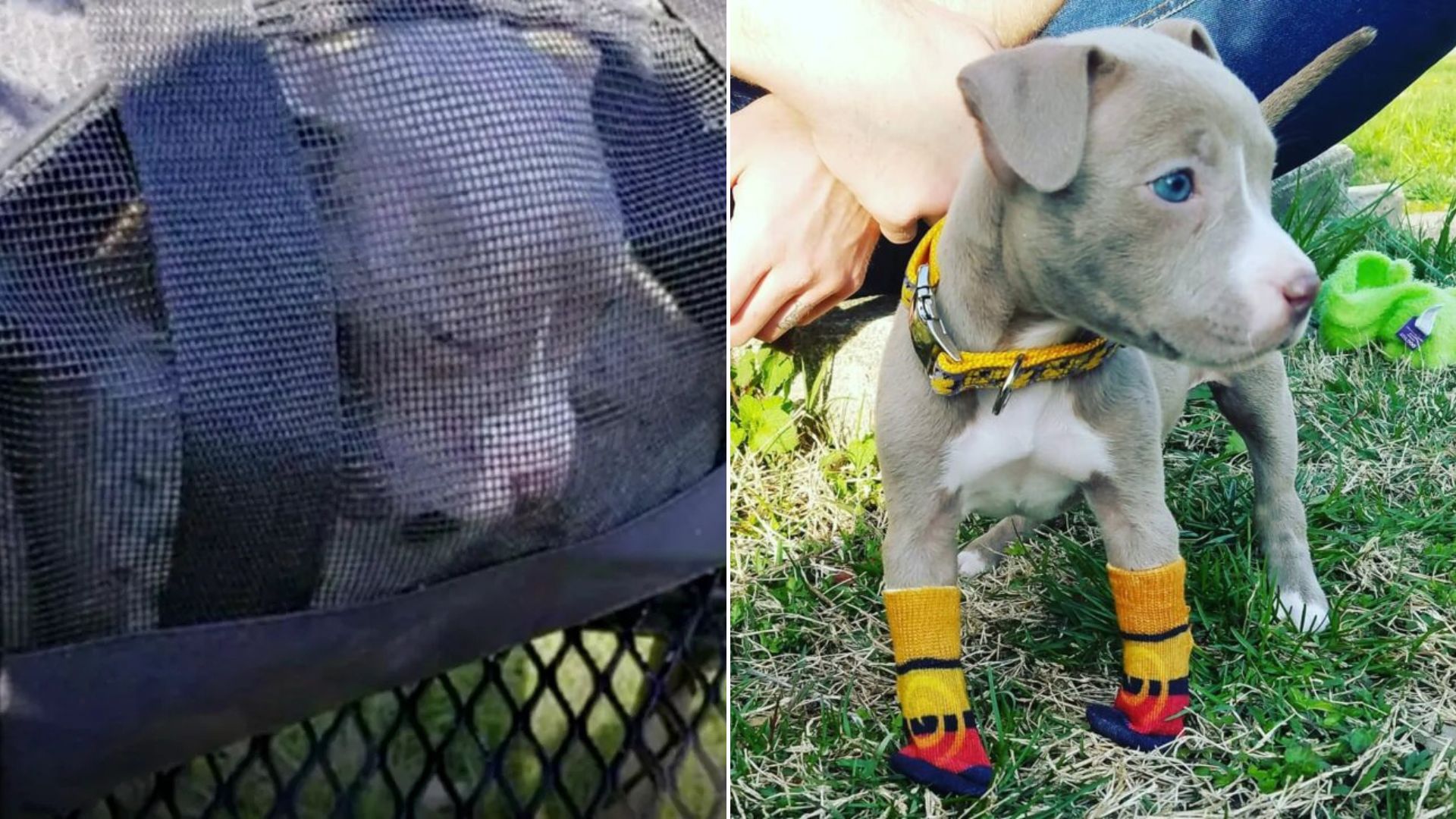 sweet gray dog